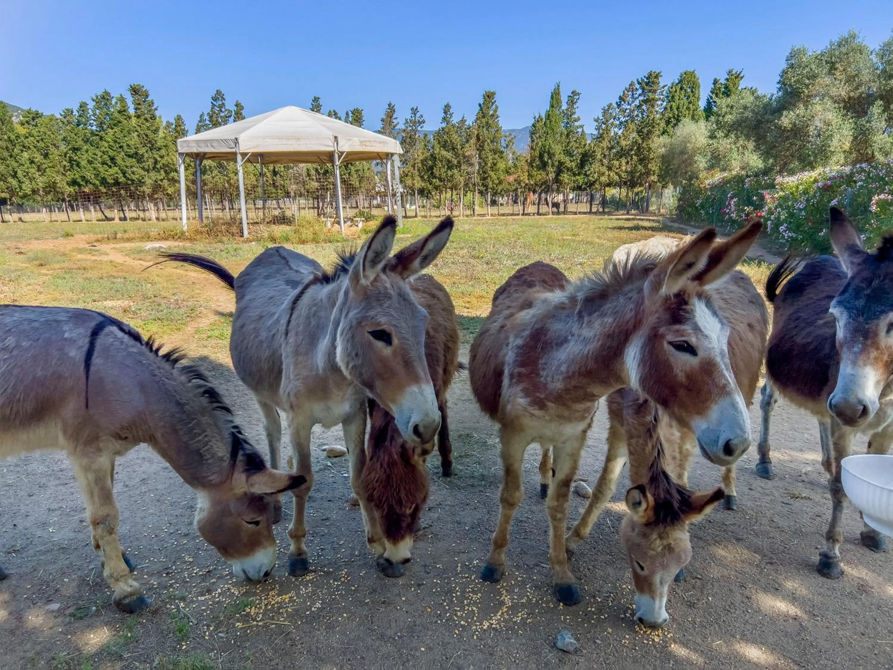 Animals in Hotel Rurale Orti di Nora & SPA