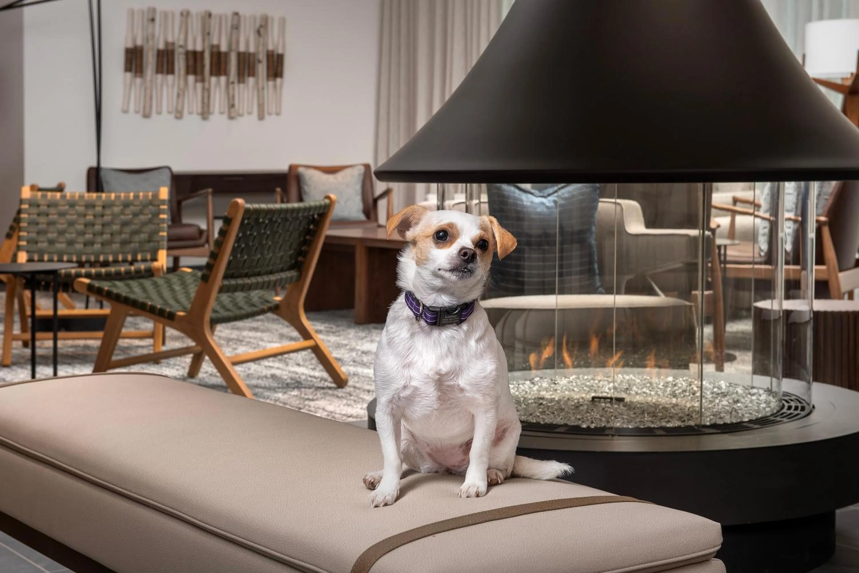 pet friendly in Residence Inn by Marriott Seattle Northgate Station