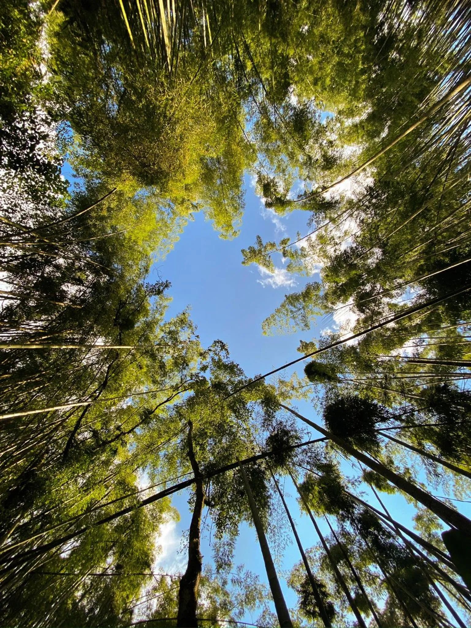 Natural landscape in Ecohotel La Casona Pereira