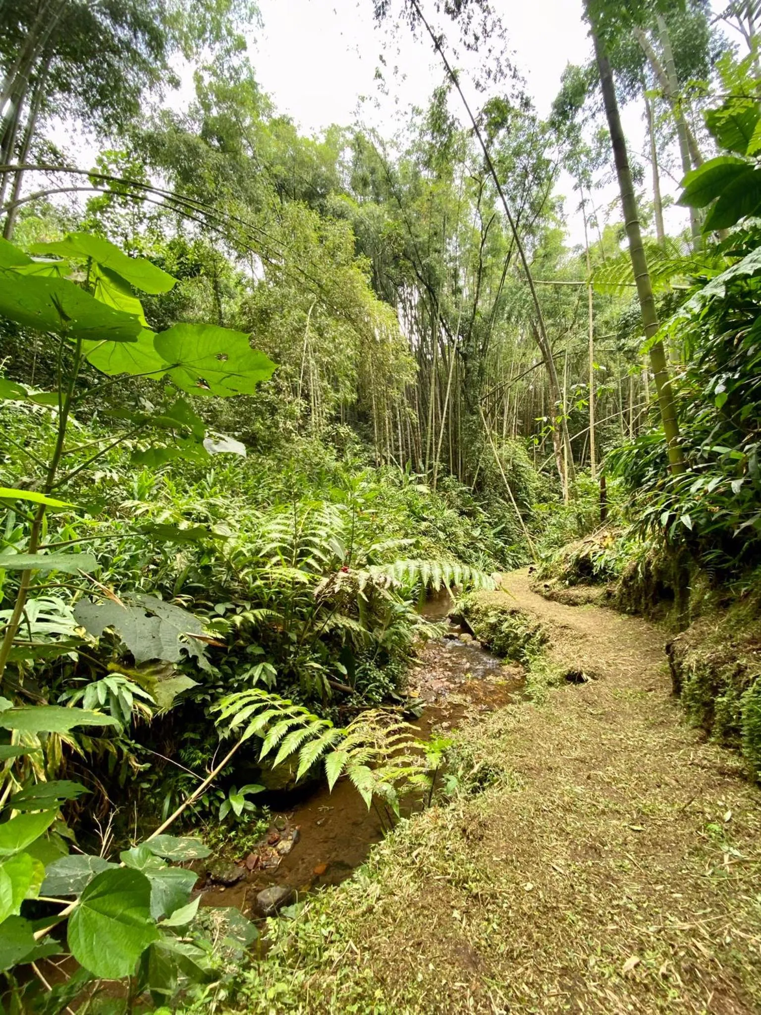 Spring in Ecohotel La Casona Pereira