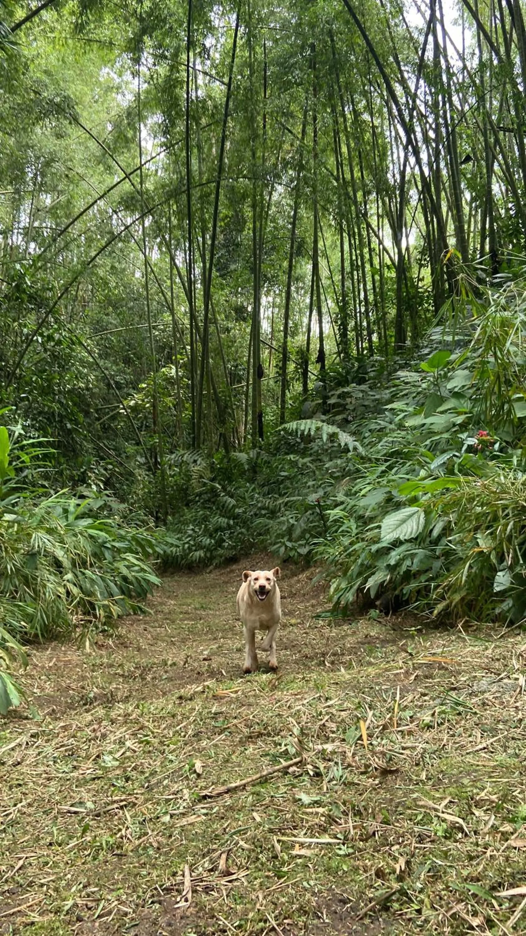 Spring in Ecohotel La Casona Pereira