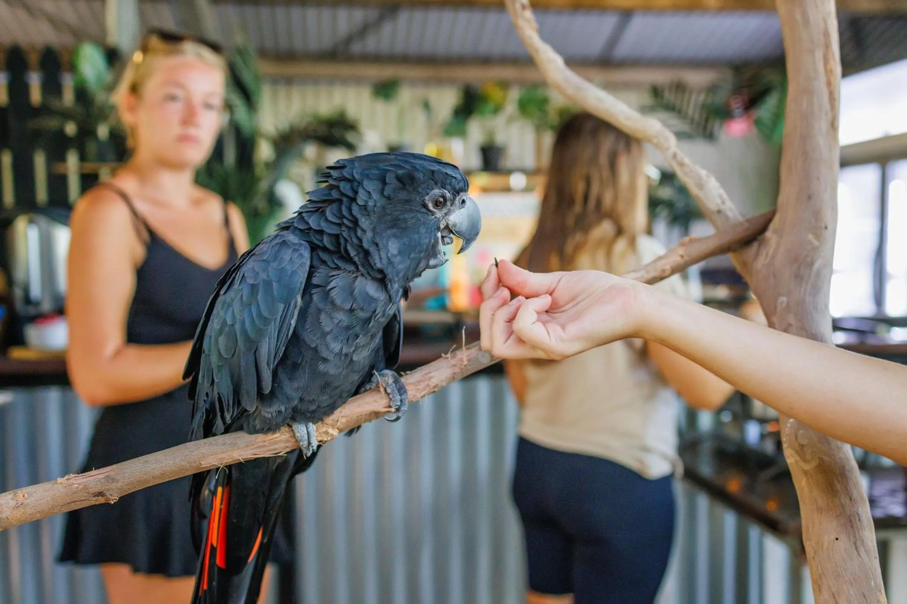Animals in Bounce Magnetic Island and Koala Park