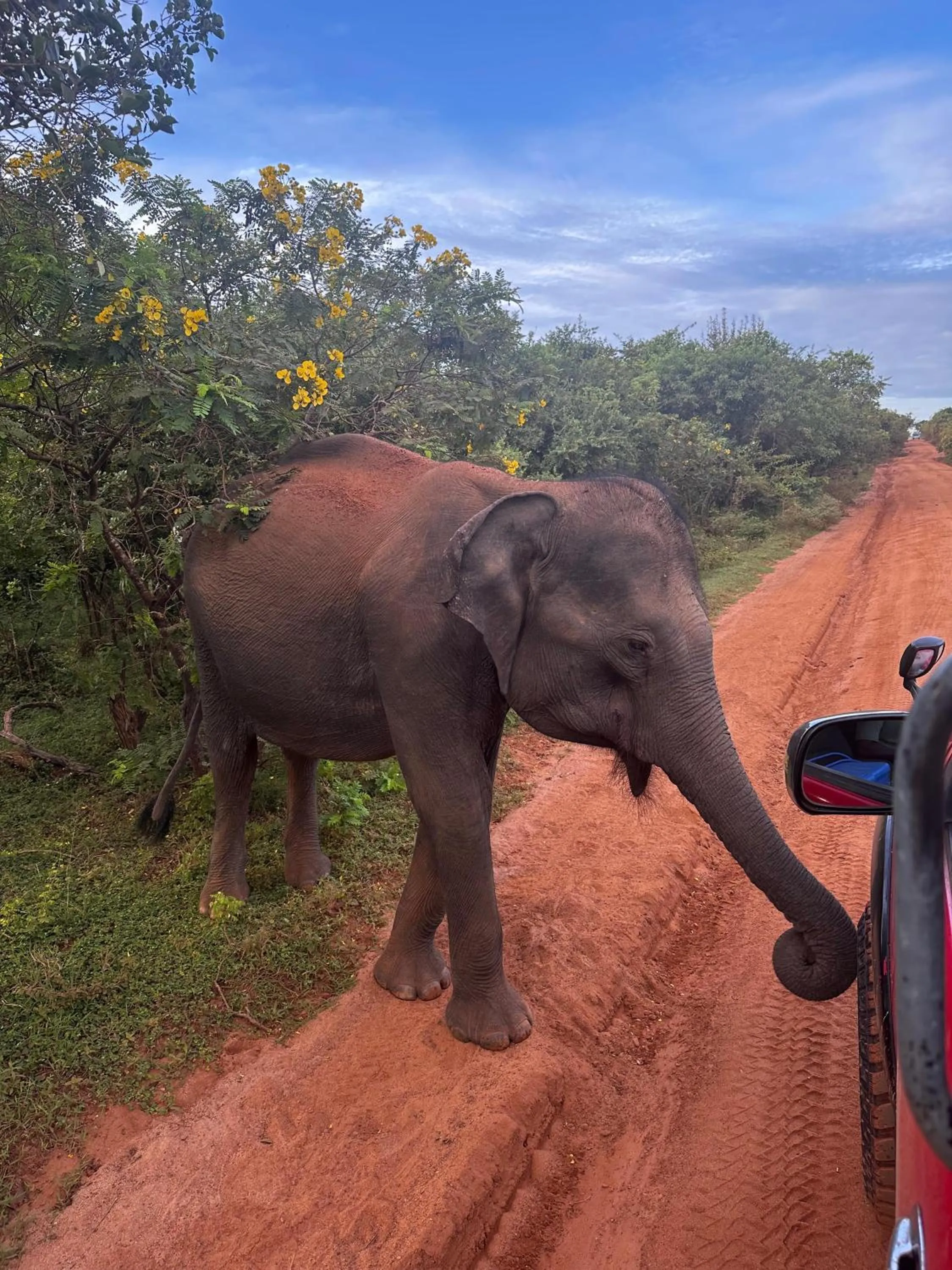 Animals in La Safari Inn Tissamaharama
