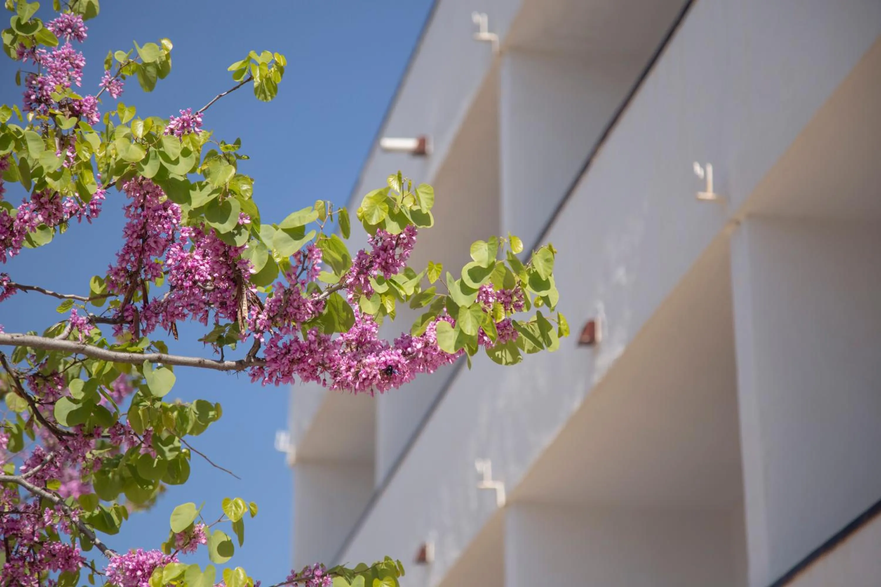 Casa Del Mar Hotel & Apartaments