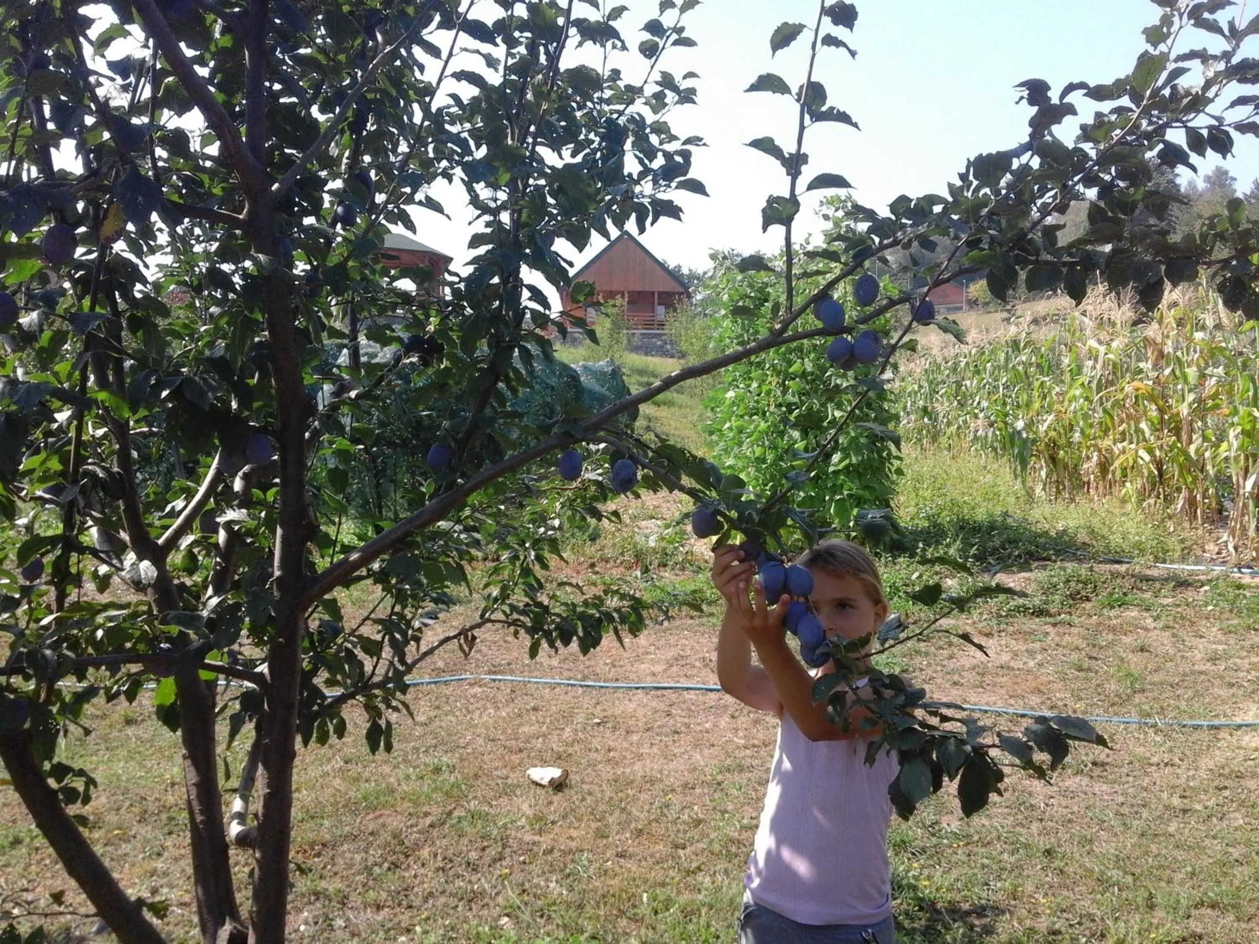 Food close-up in ECO ViLLAGE CORIC