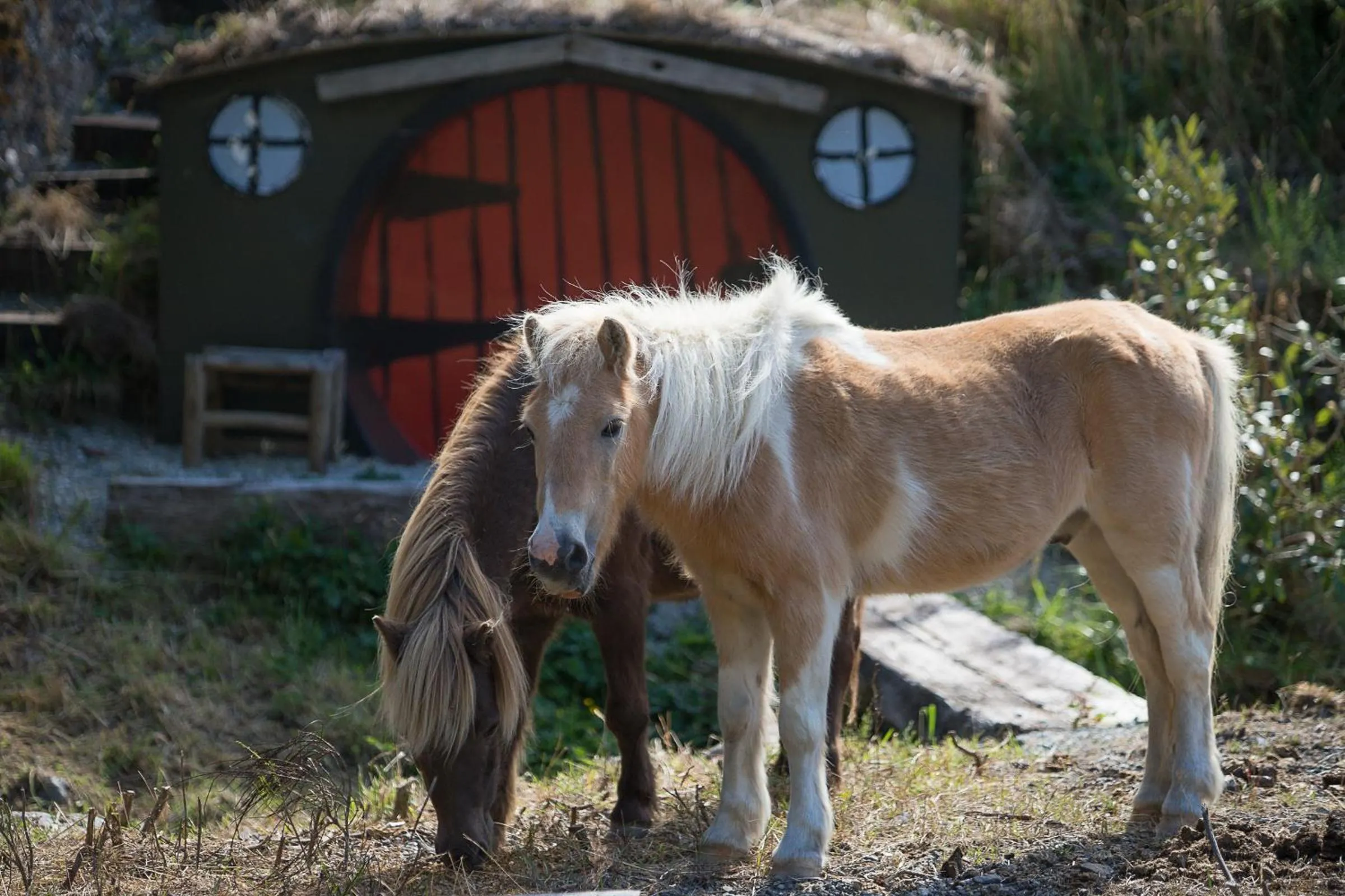Pets in Otira Stagecoach Hotel