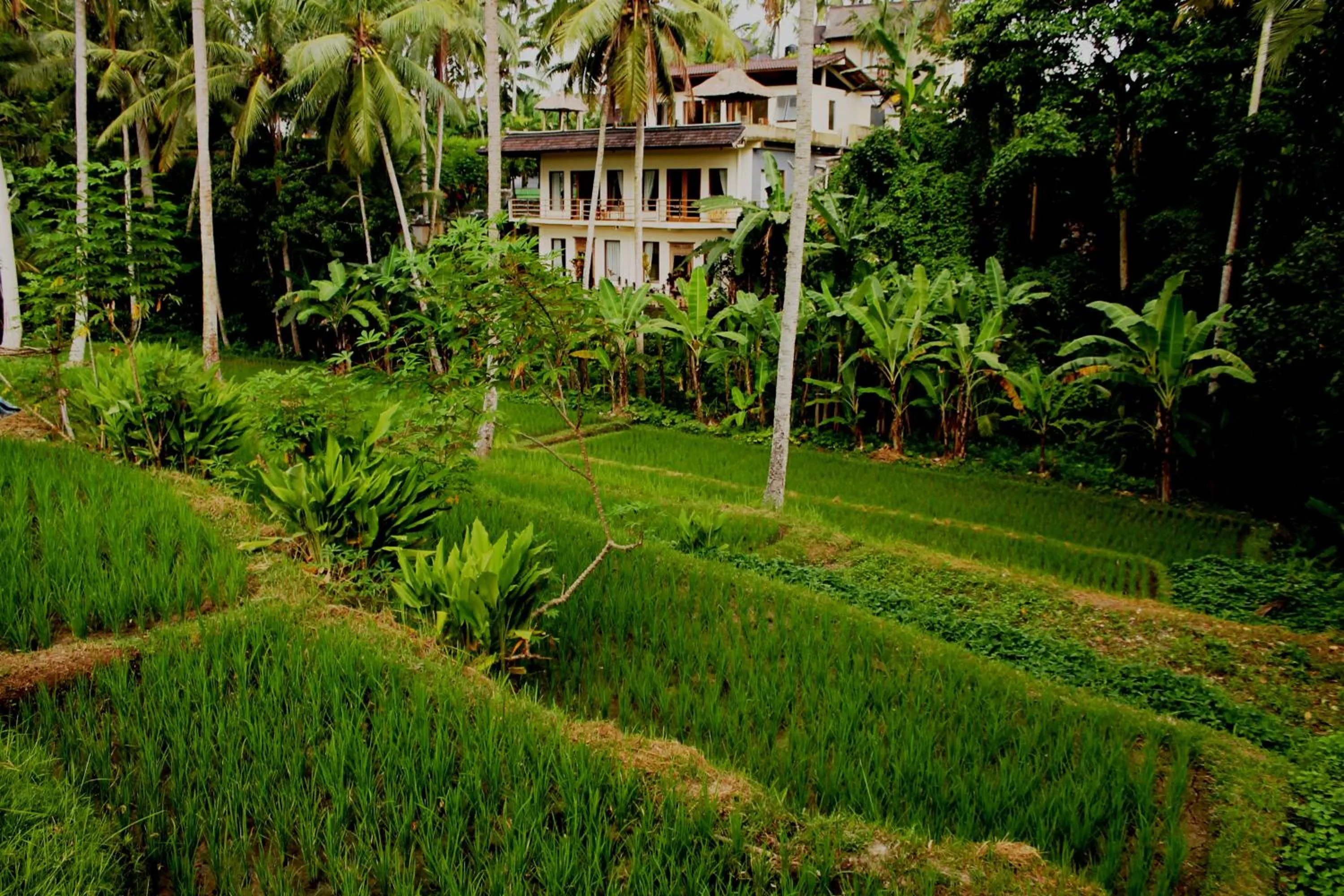 Property building in Junjungan Suite