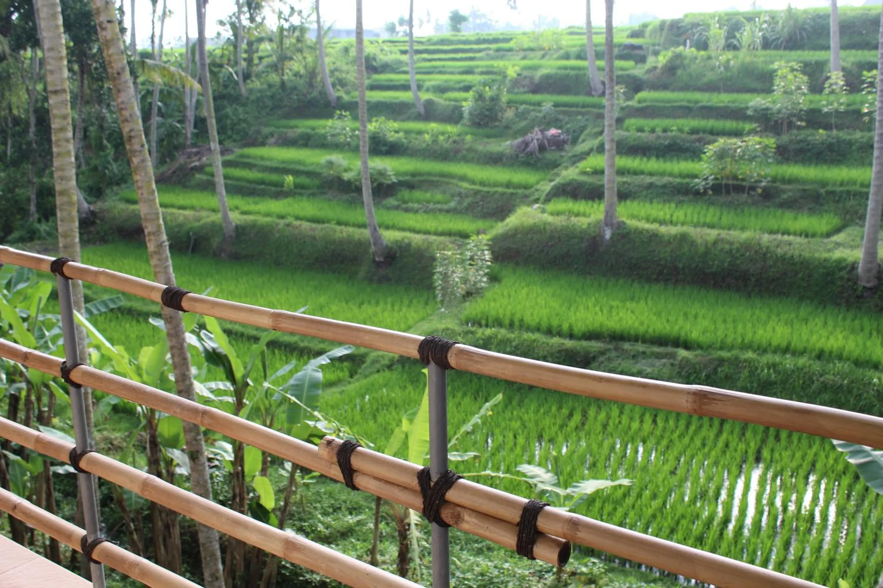 View (from property/room) in Junjungan Suite