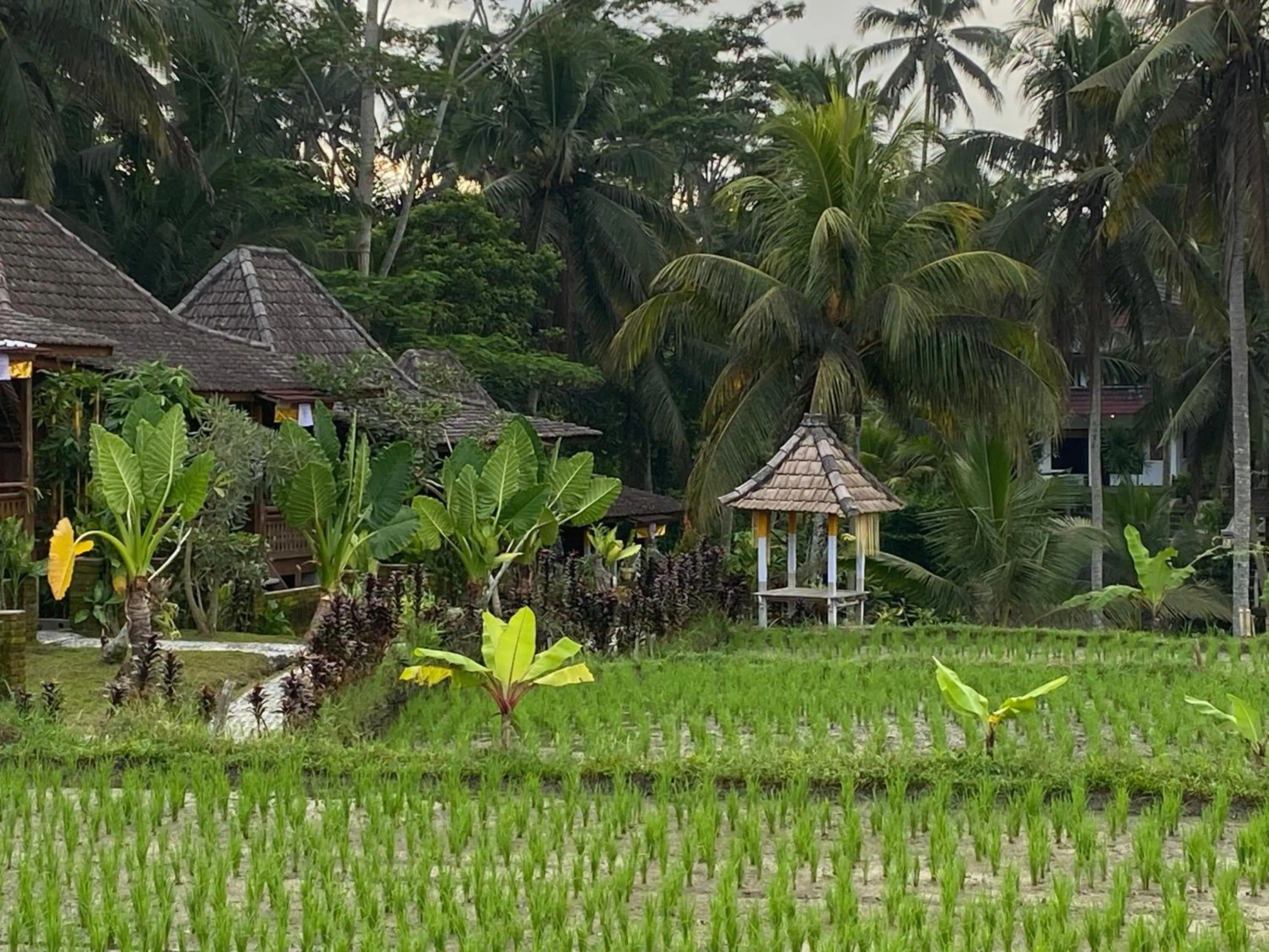 Garden view in Junjungan Suite