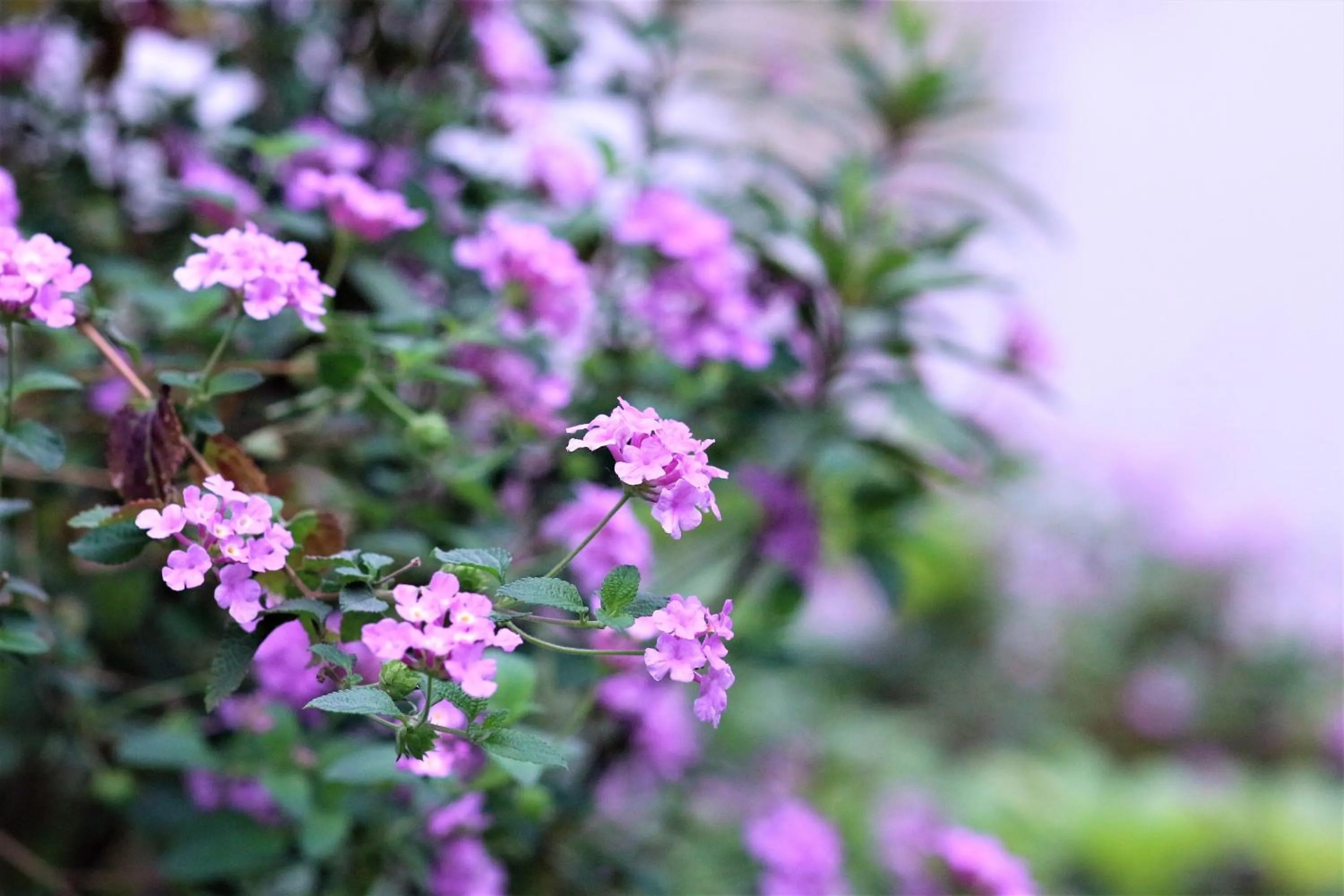 Decorative detail in Junluxe Hotel Guangzhou Zengcheng-Free Shuttle Bus For Canton Fair