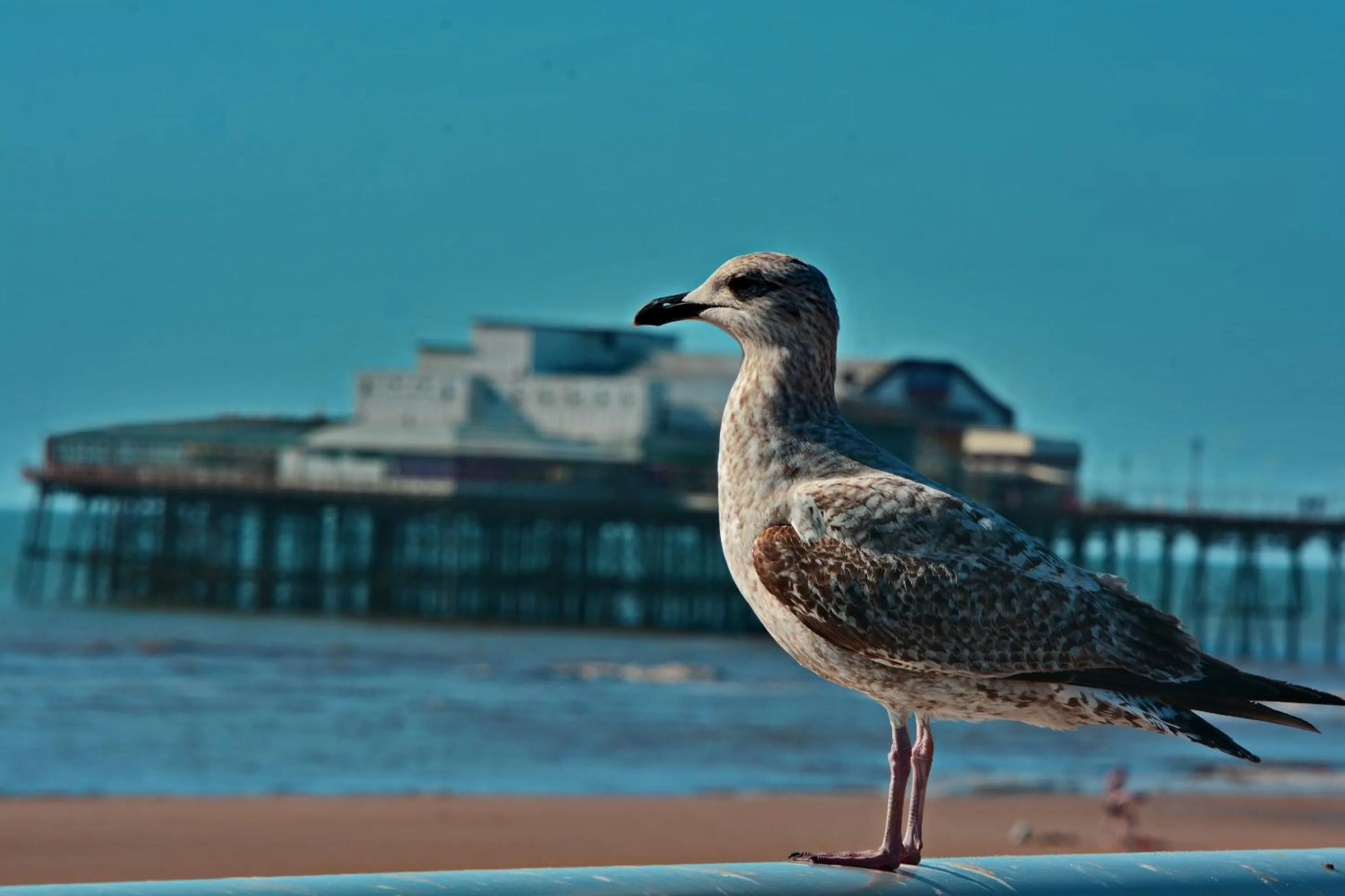 Sea view in The Derby Hotel