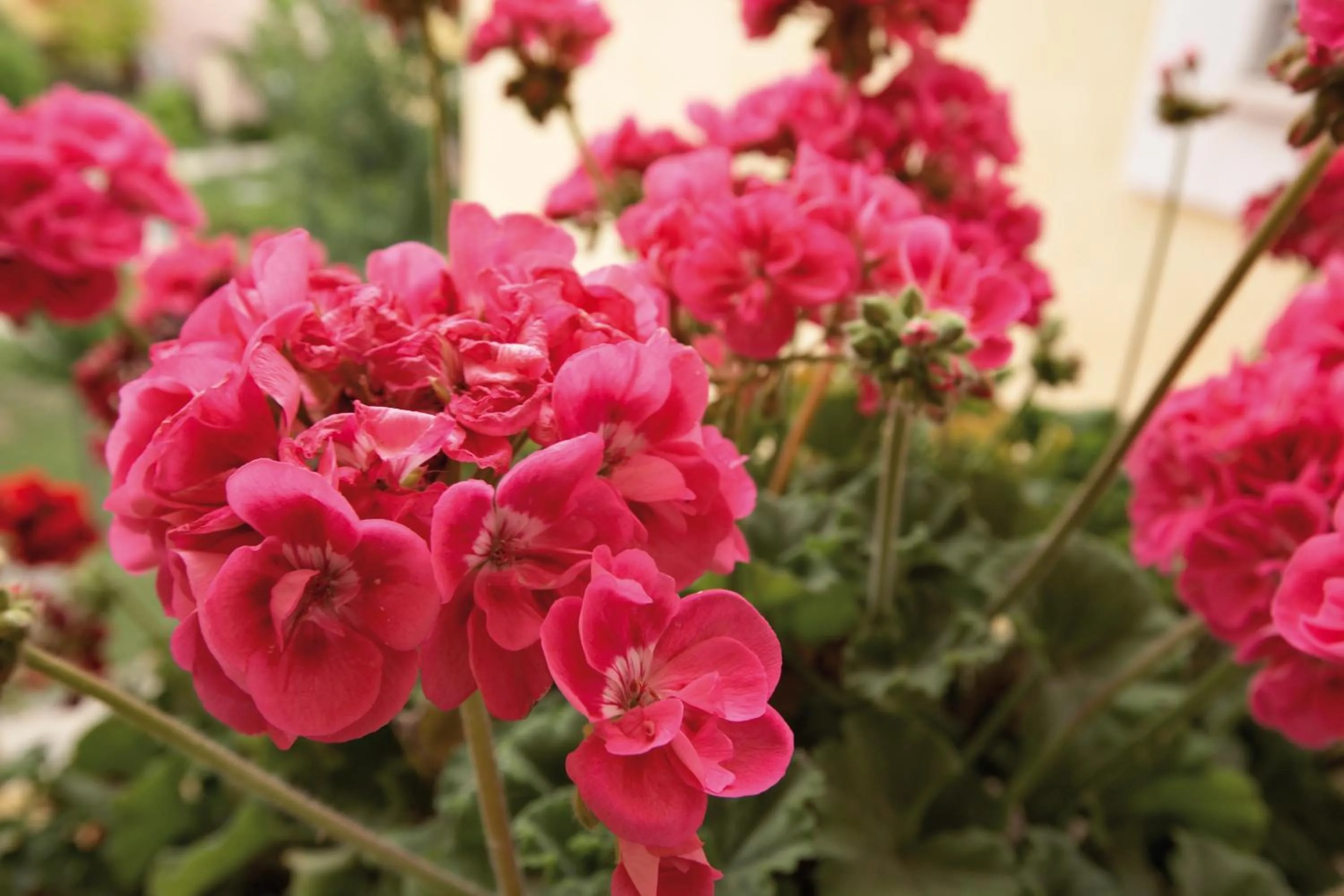 Garden in Argonauti Residence