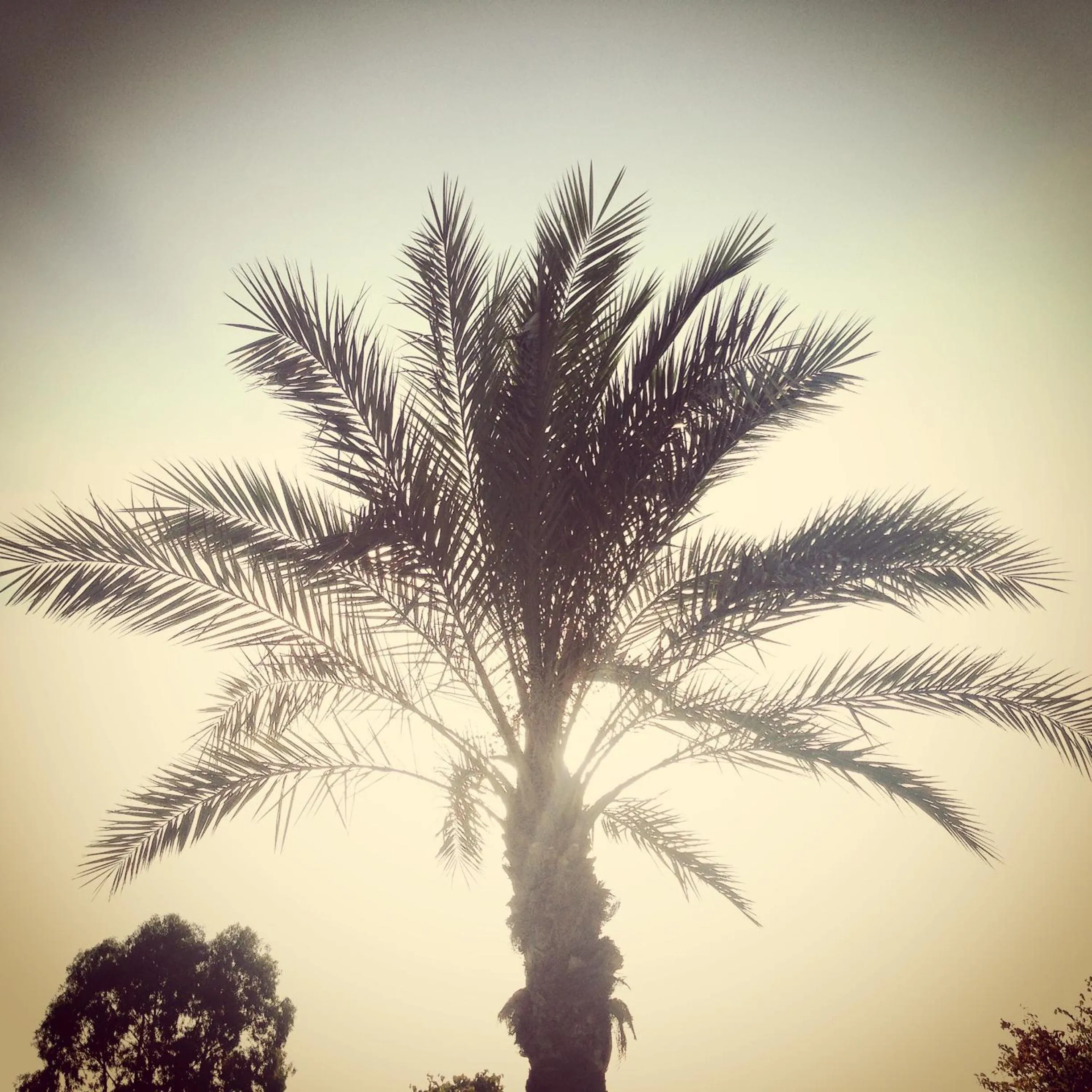 Garden in Argonauti Residence