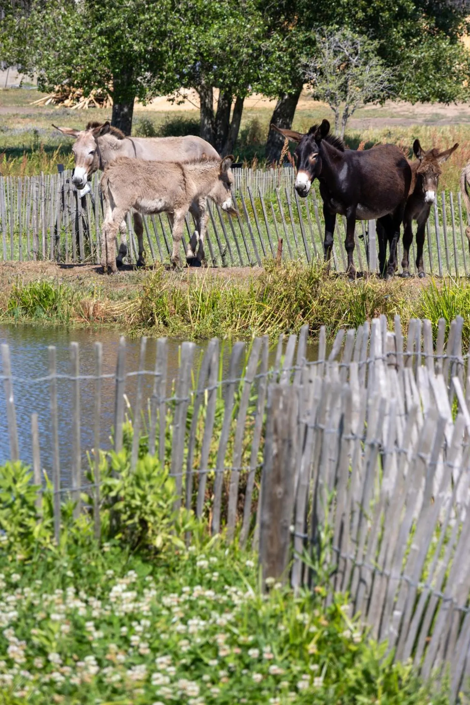 Animals in Domaine Pozzo di Mastri hôtel & spa