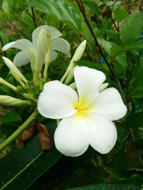 Garden in Mookies Bungalows