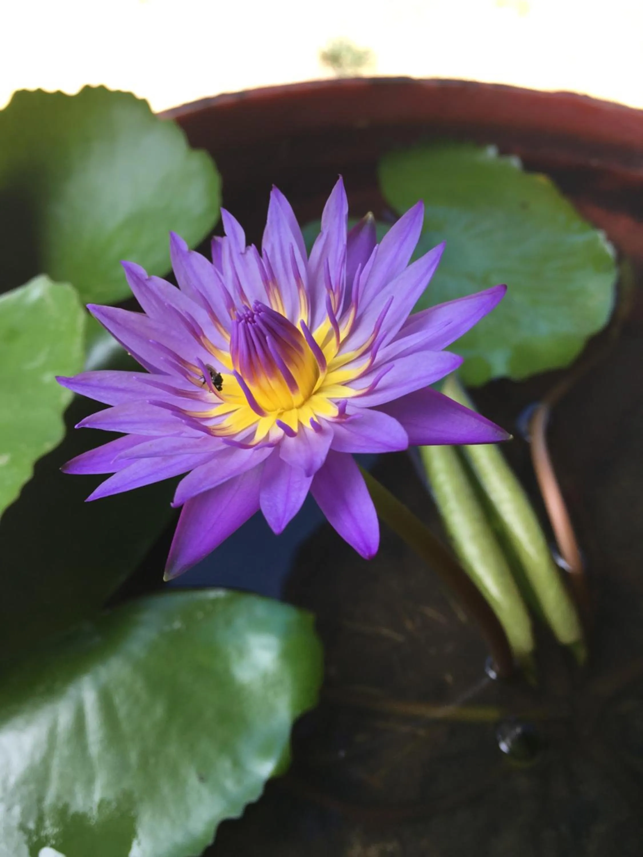 Garden in Mookies Bungalows