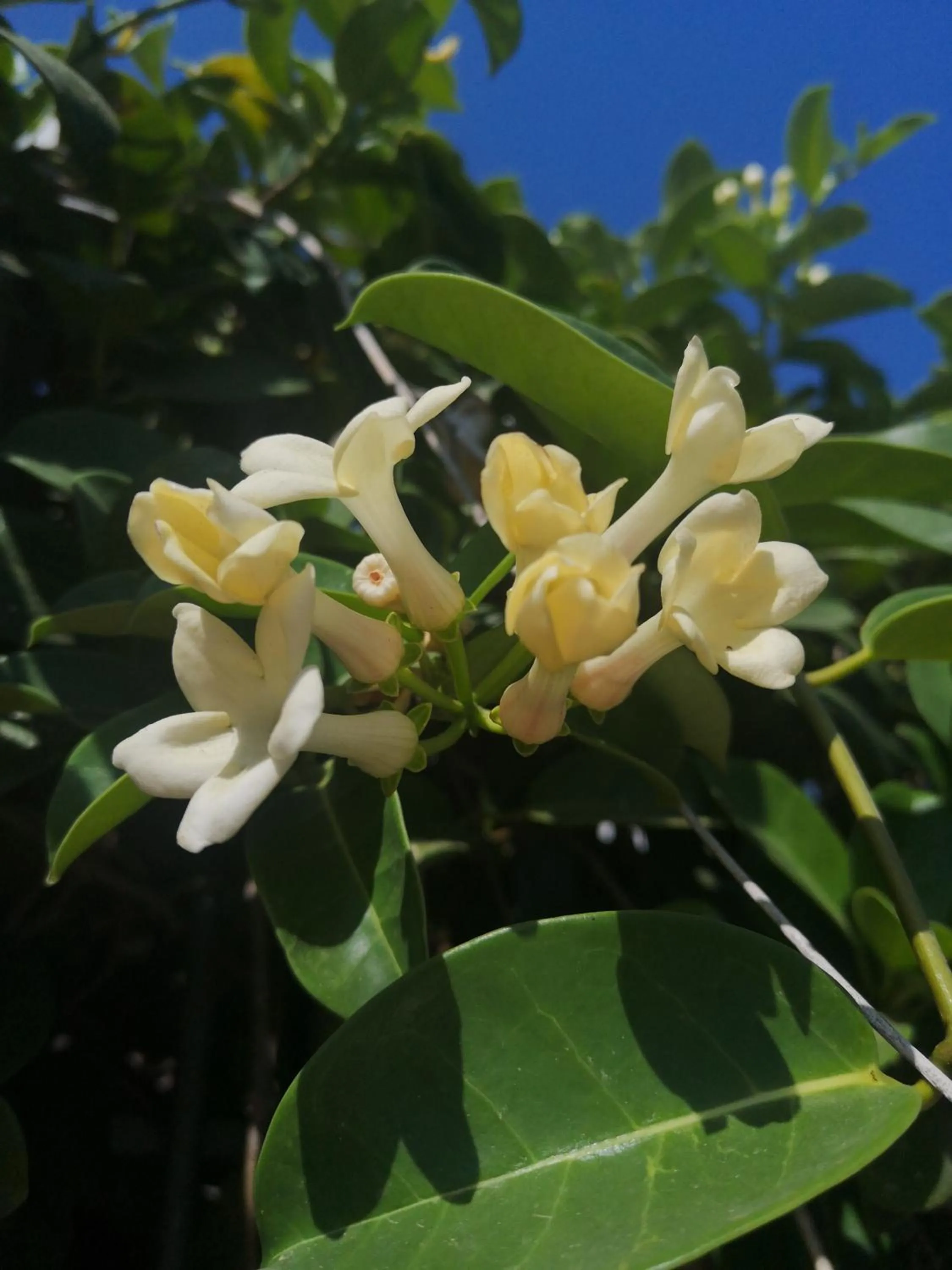 B&b La corte dei Gelsomini