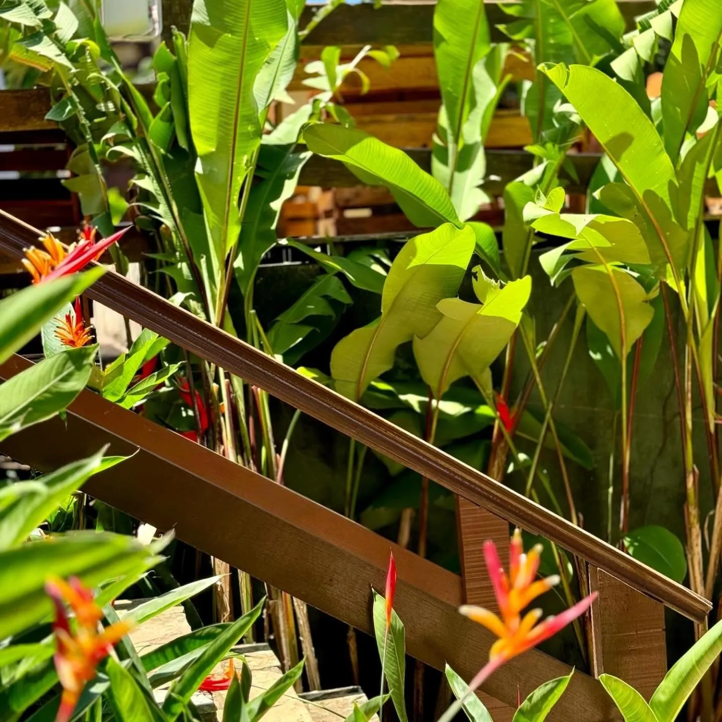 Garden in EstrelaMar Ferradura Restaurante & Spa
