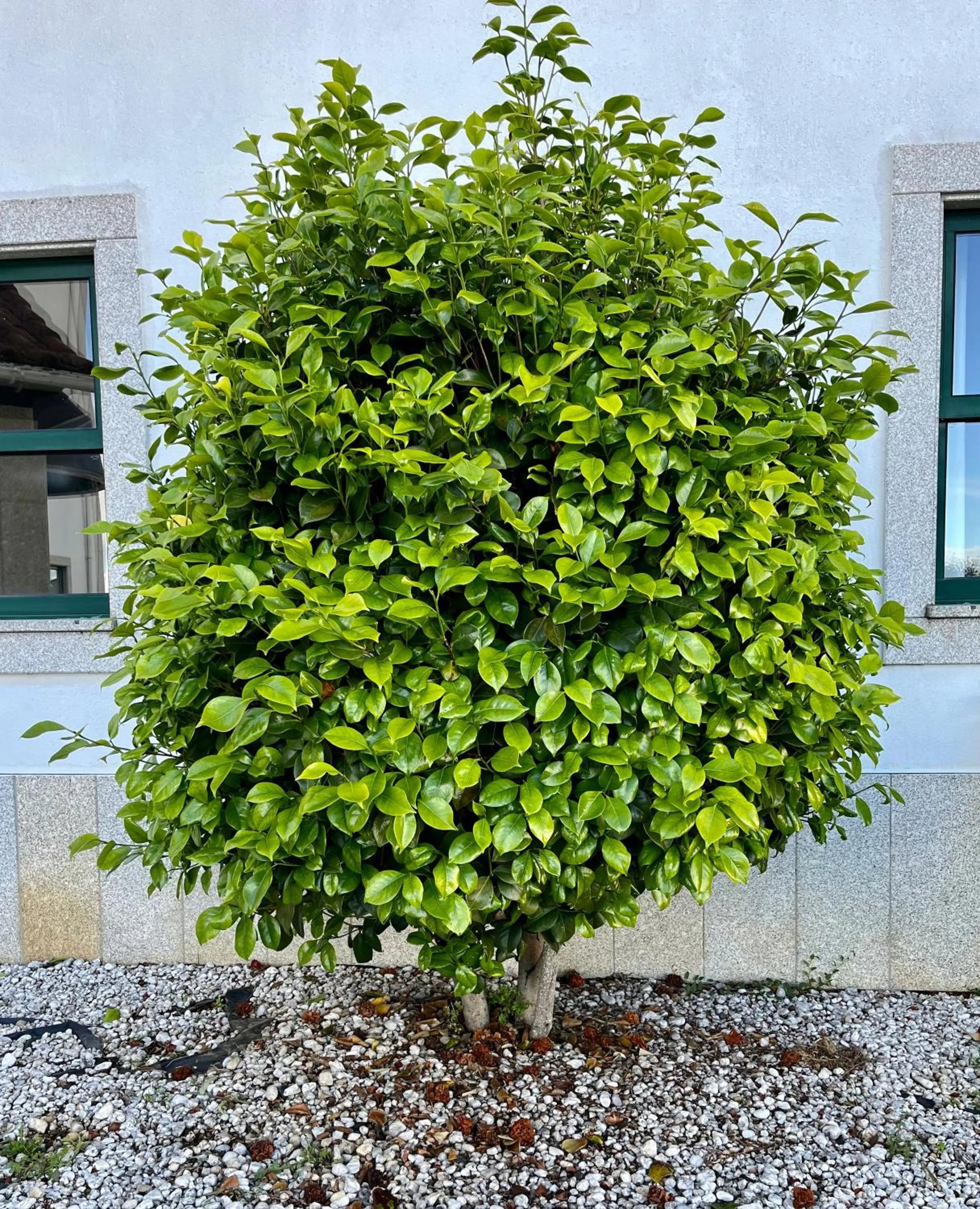 Garden in Vinhais Hotel