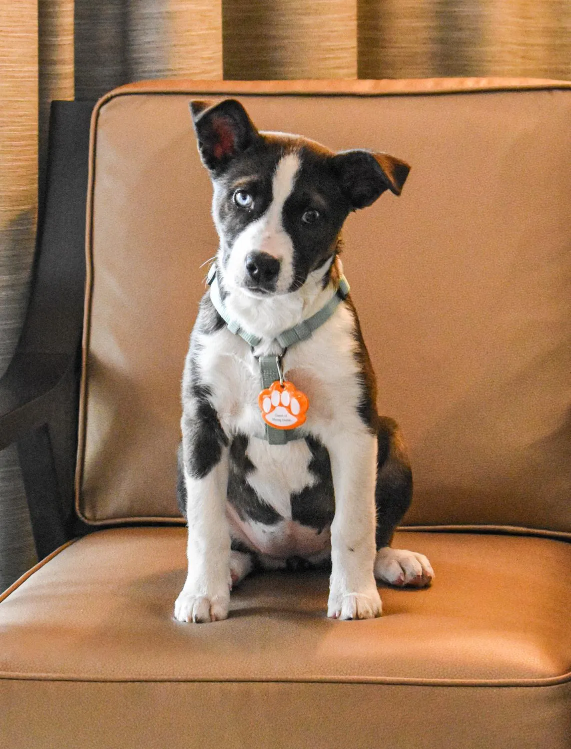 pet friendly in Flying Horse Resort & Club