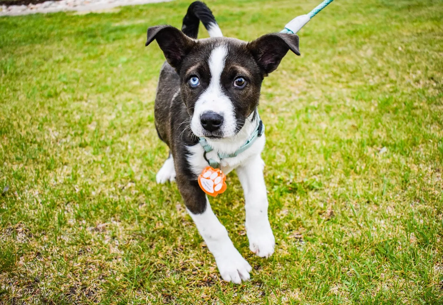 pet friendly in Flying Horse Resort & Club