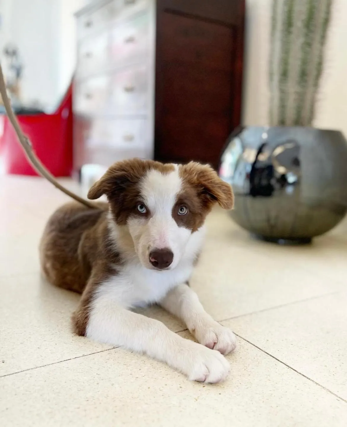 Pets in Hotel Albatros Varigotti