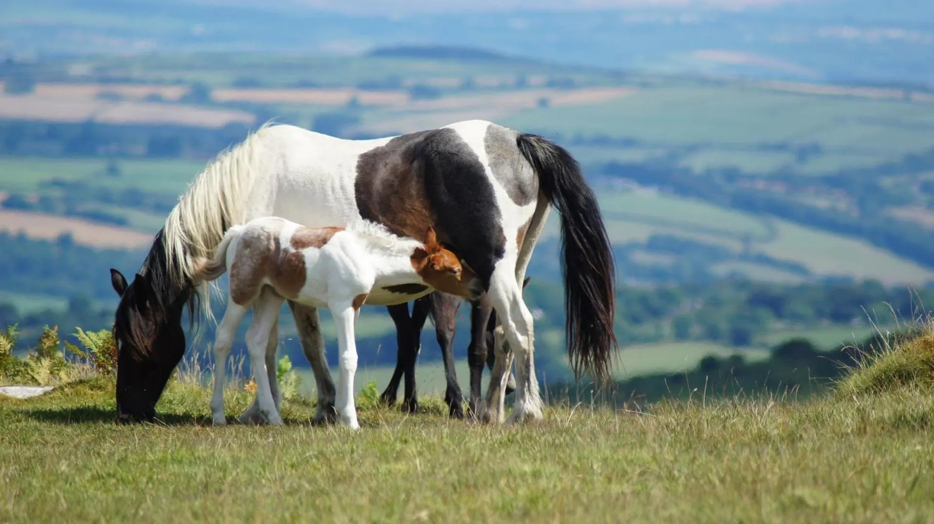 Horse-riding in Heathergate Cottage Dartmoor BnB