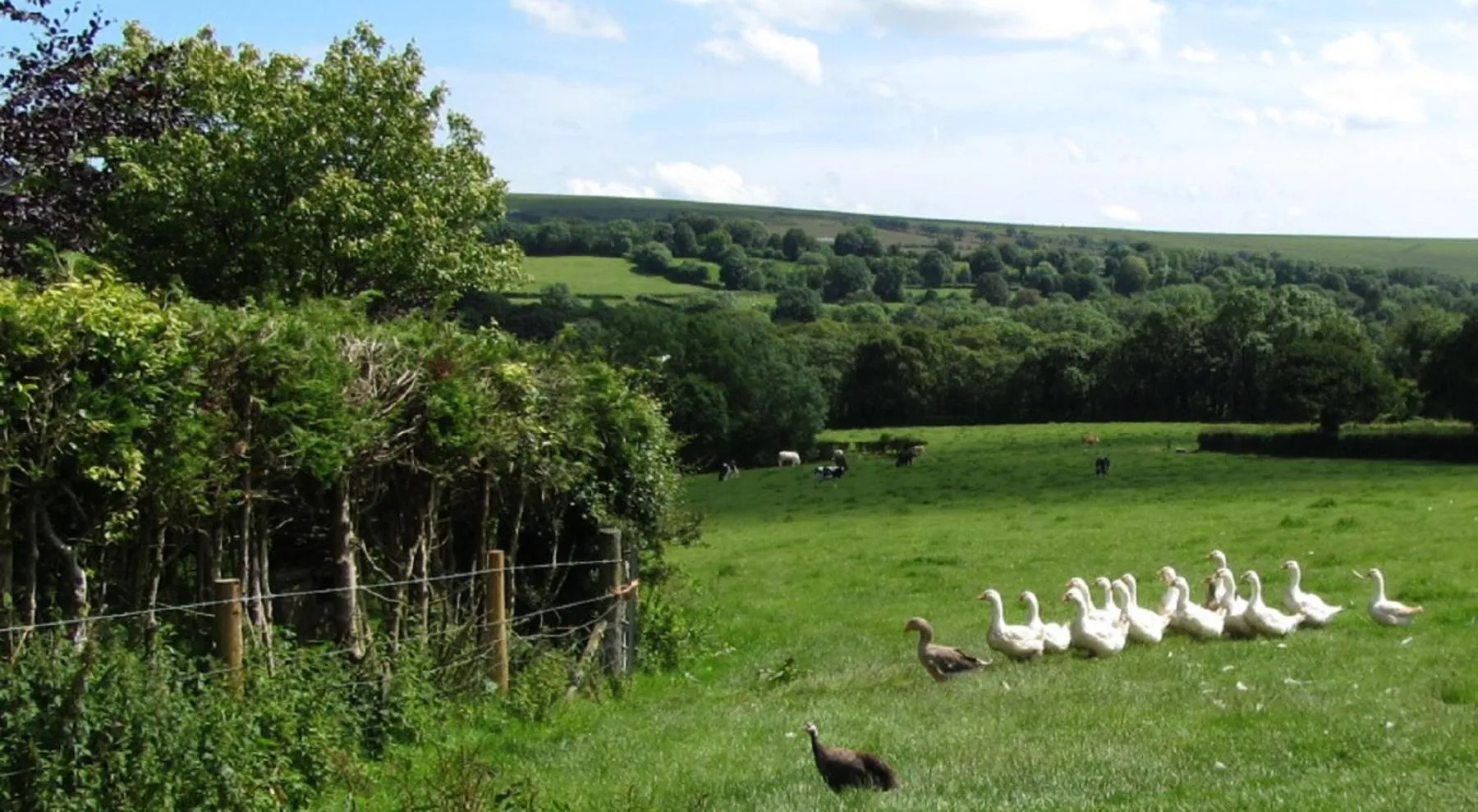 Natural landscape in Heathergate Cottage Dartmoor BnB