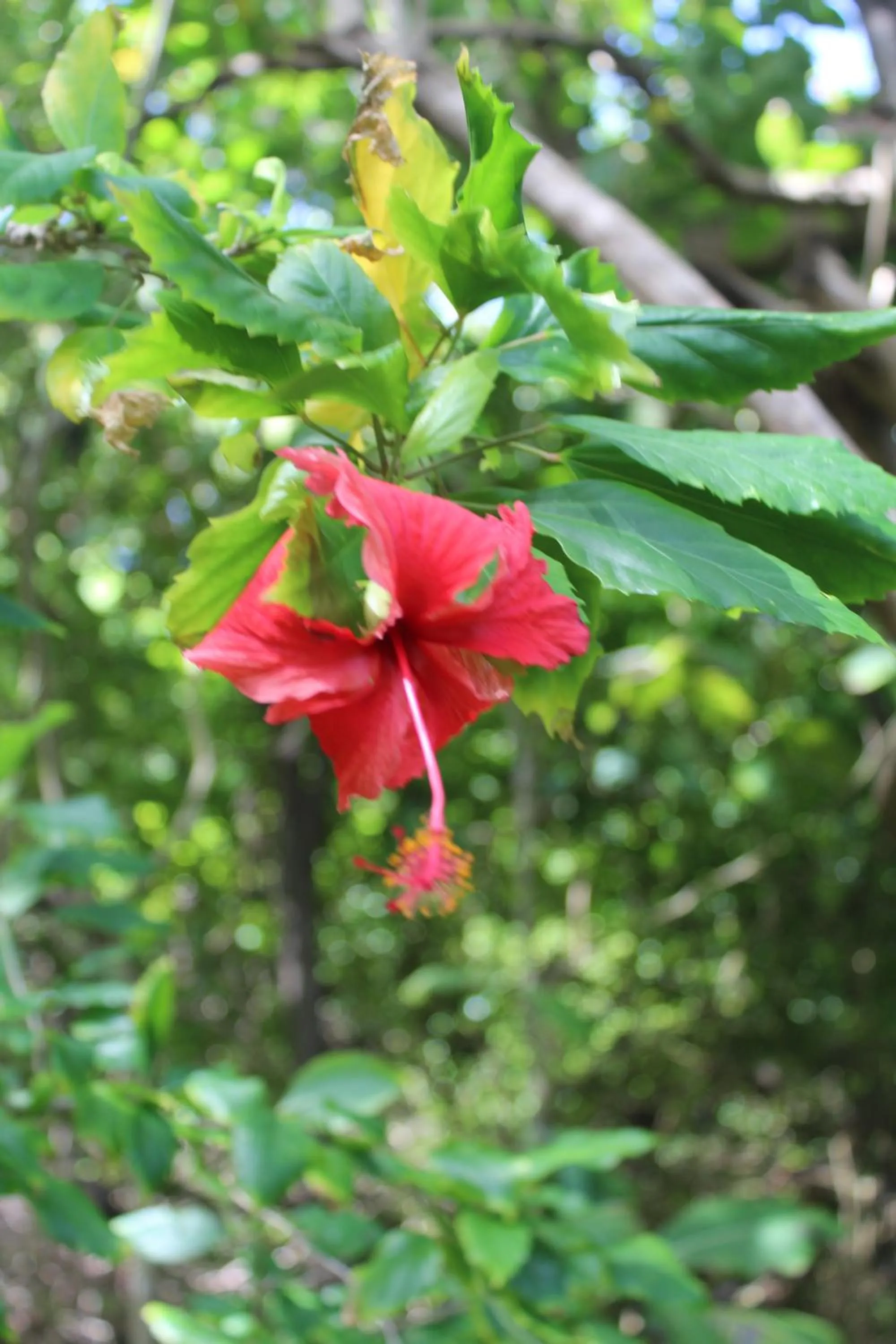Garden in Petite Anse Hotel