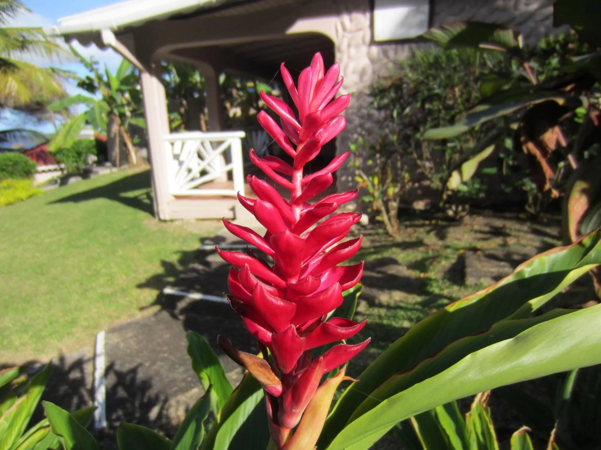 Garden in Petite Anse Hotel