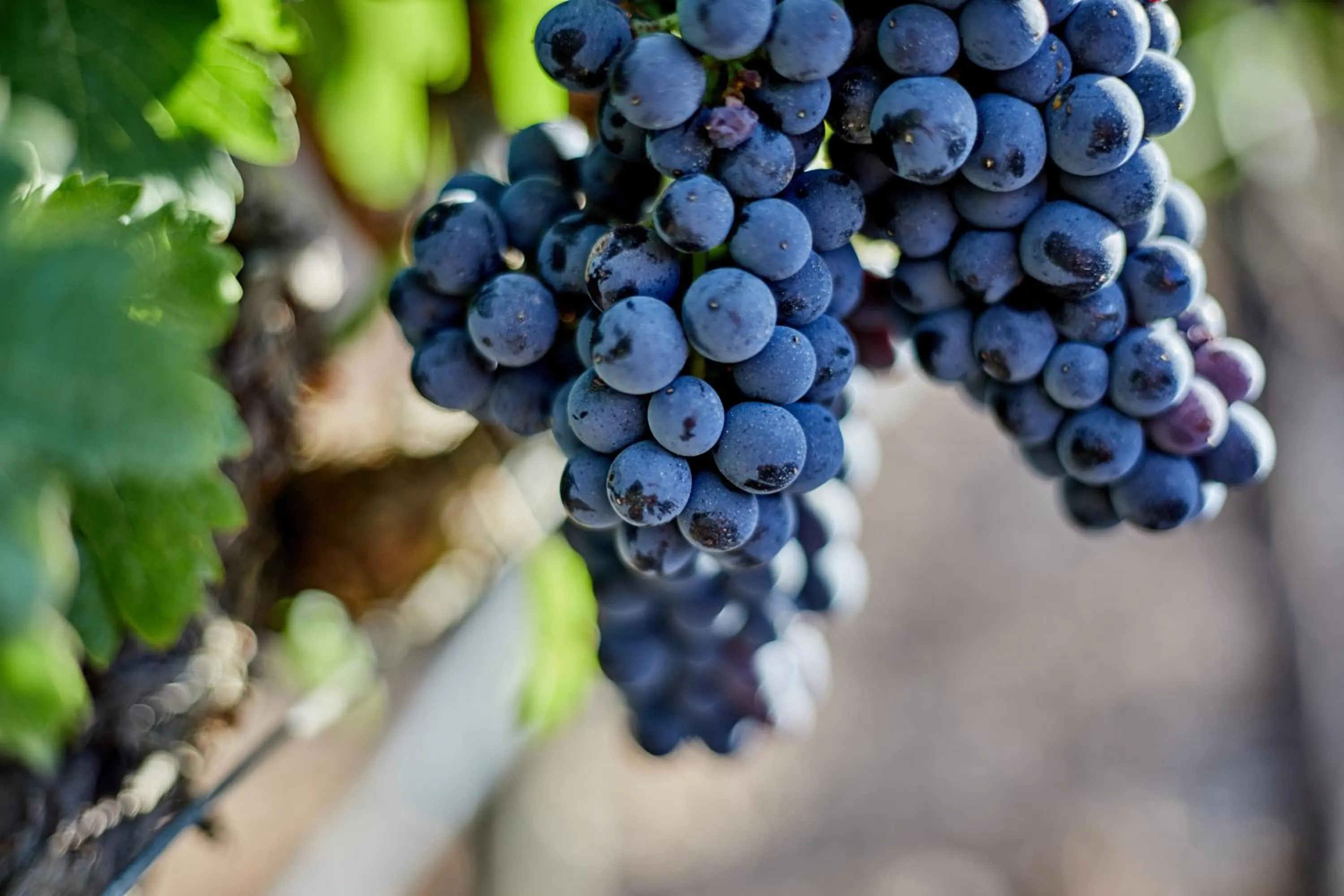 Other in Agroturismo Sa Vinya des Convent