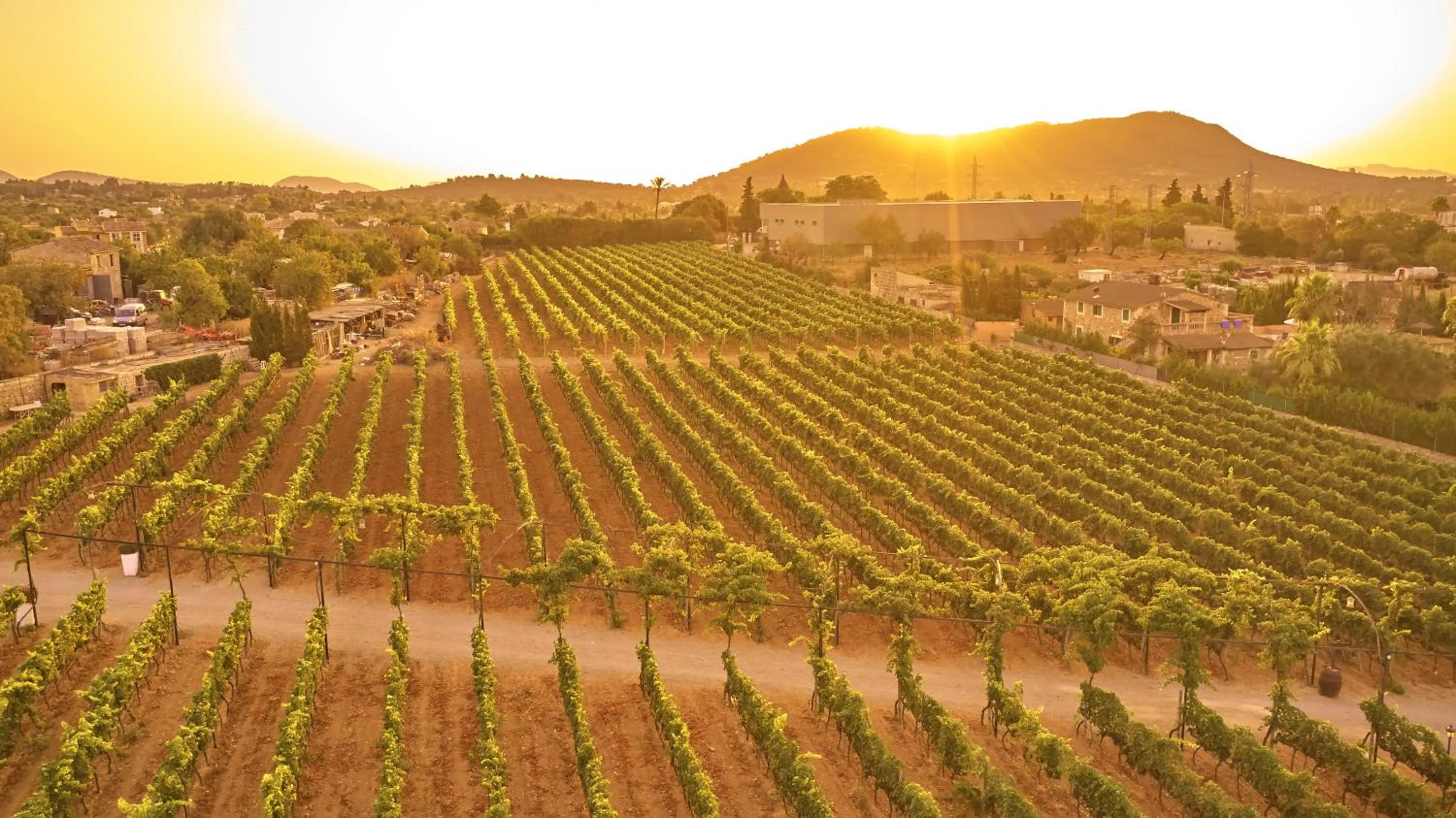 Natural landscape in Agroturismo Sa Vinya des Convent