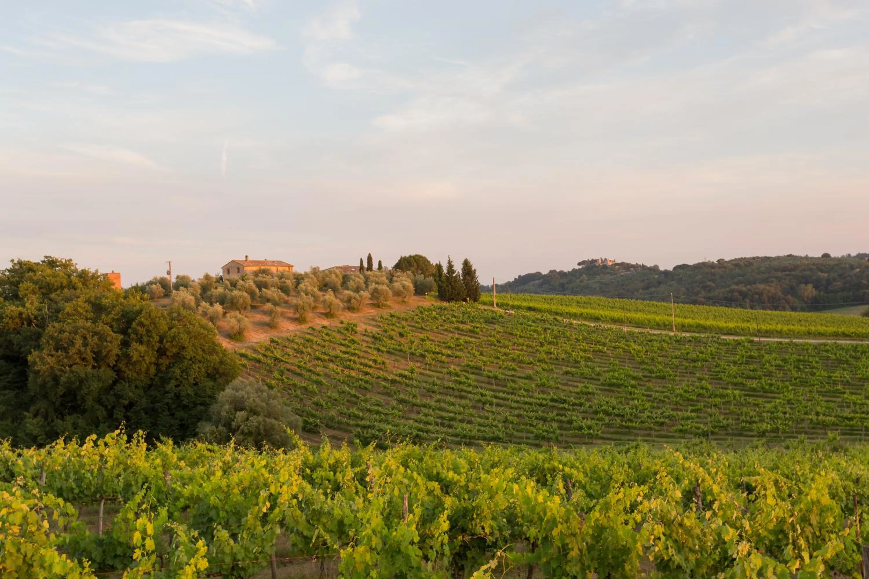 Garden view in Tenuta Di Monaciano