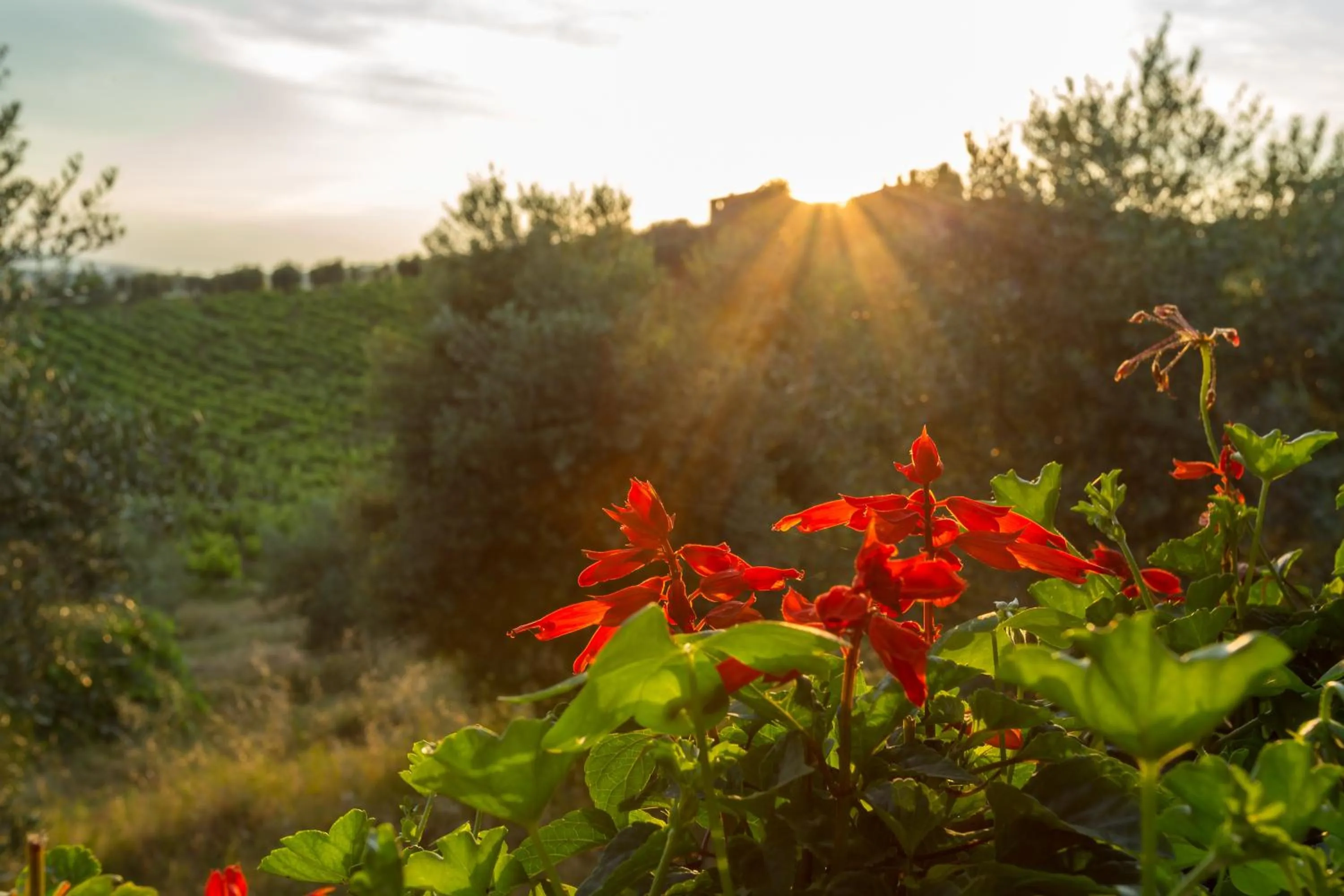 Natural landscape in Tenuta Di Monaciano