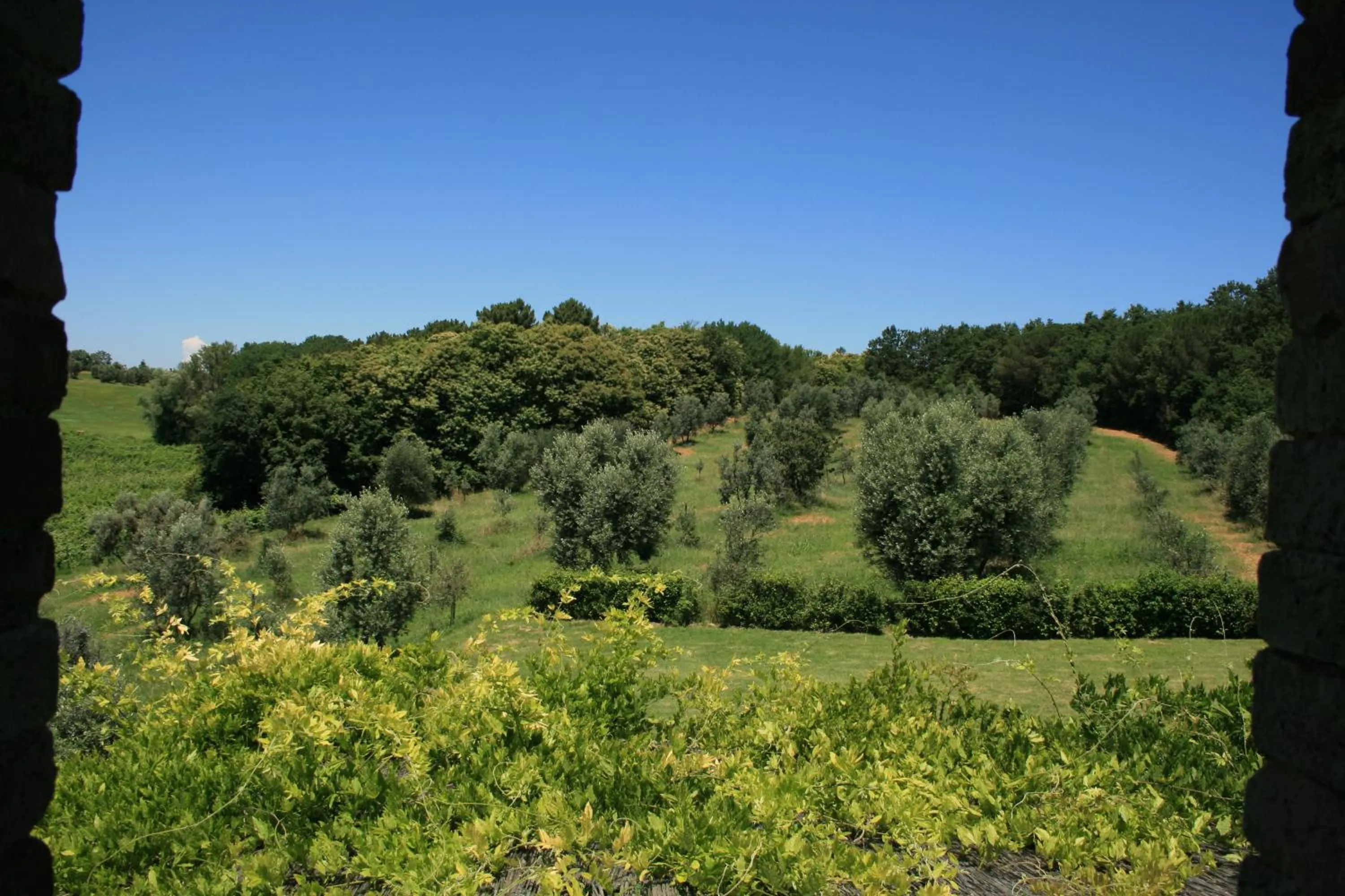 Garden view in Tenuta Di Monaciano