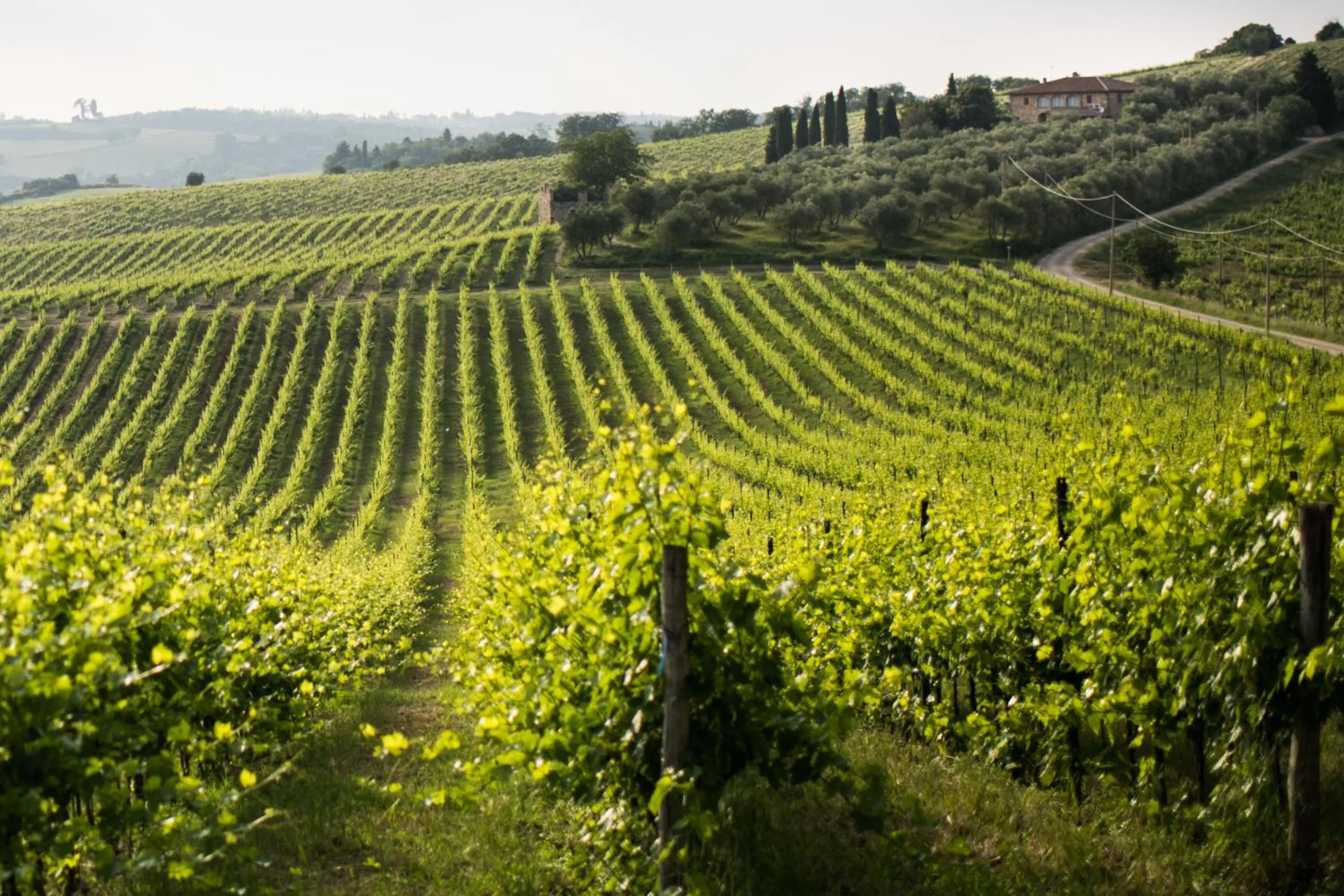 Natural landscape in Tenuta Di Monaciano