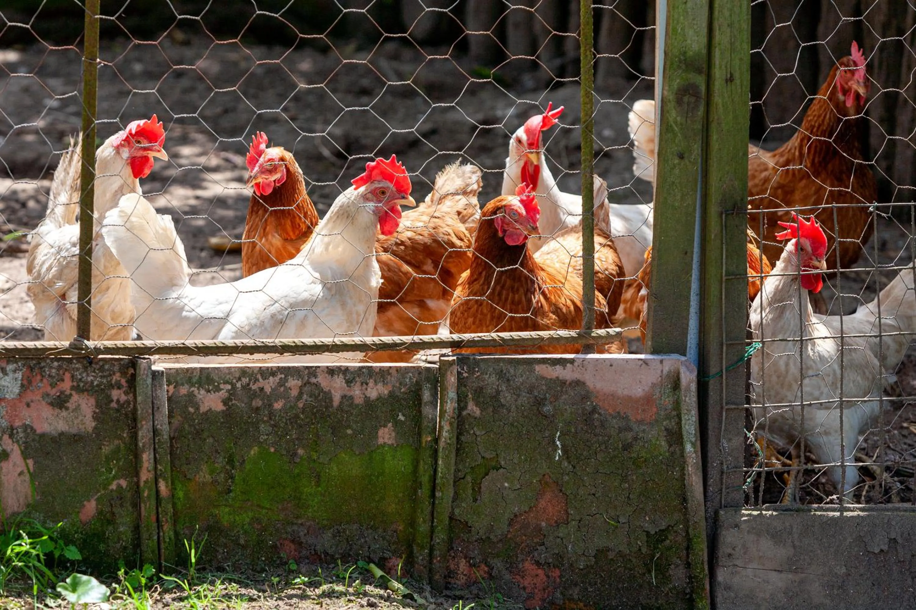 Pets in Villa Maresca B&B