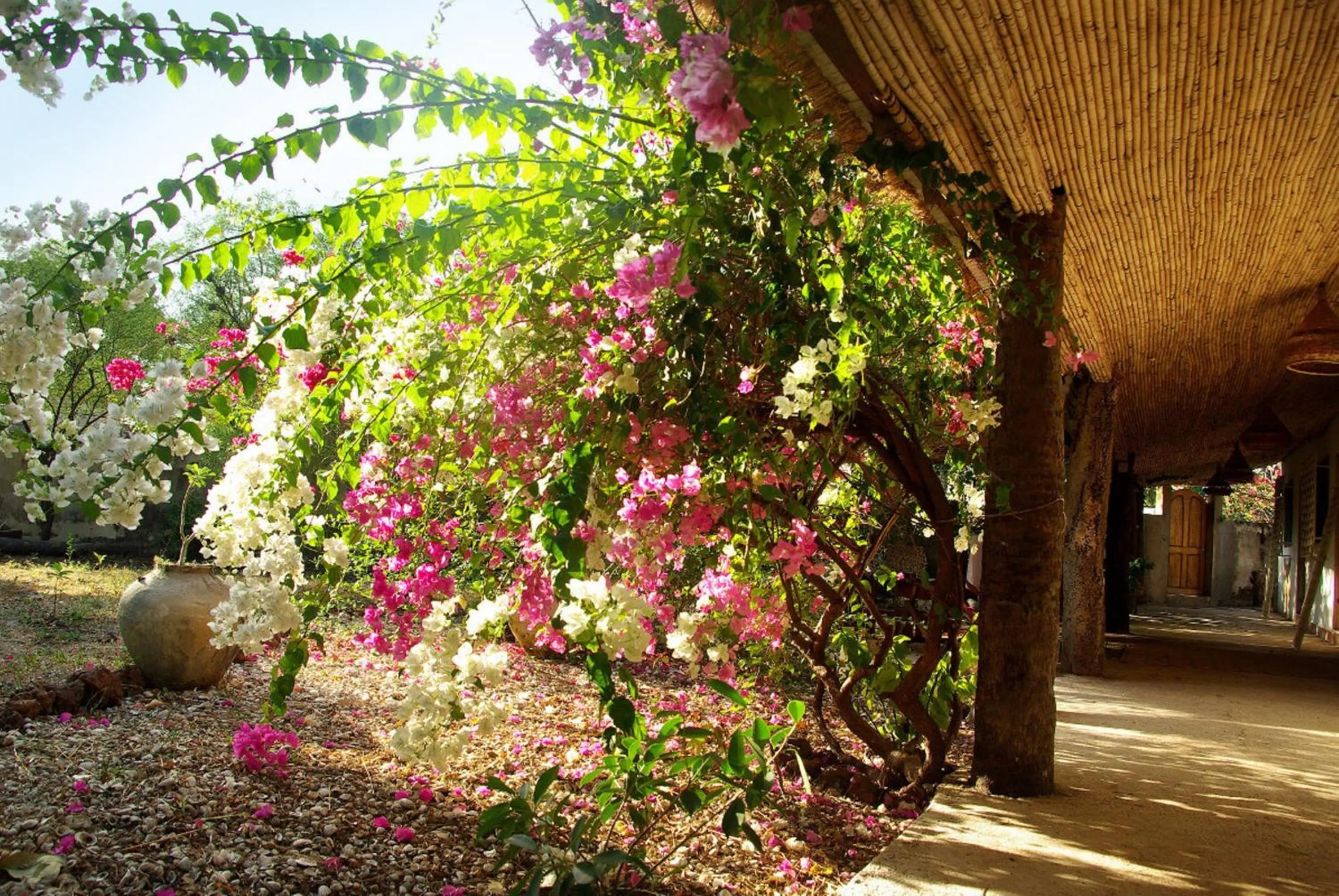 Garden view in Bed and breakfast Keur Niaye