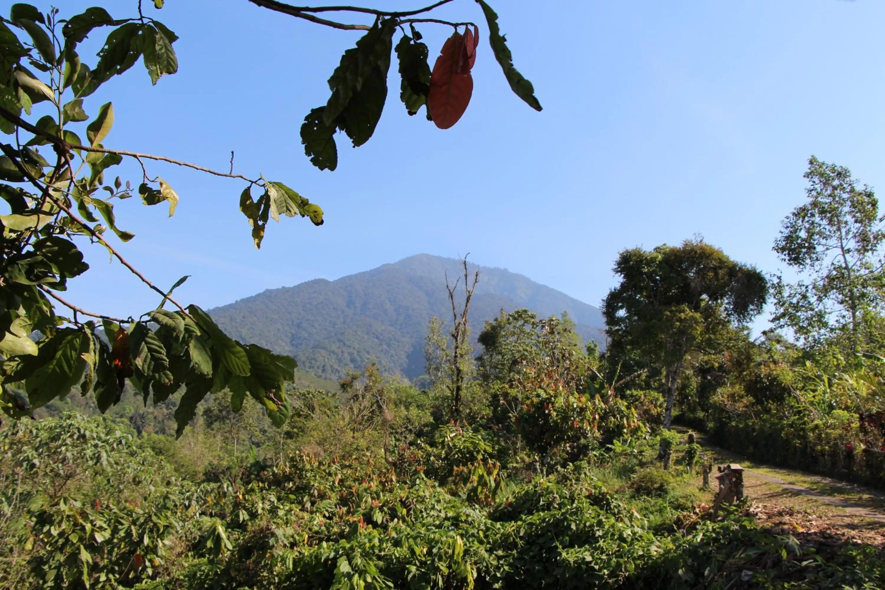 Mountain view in Bali Lush