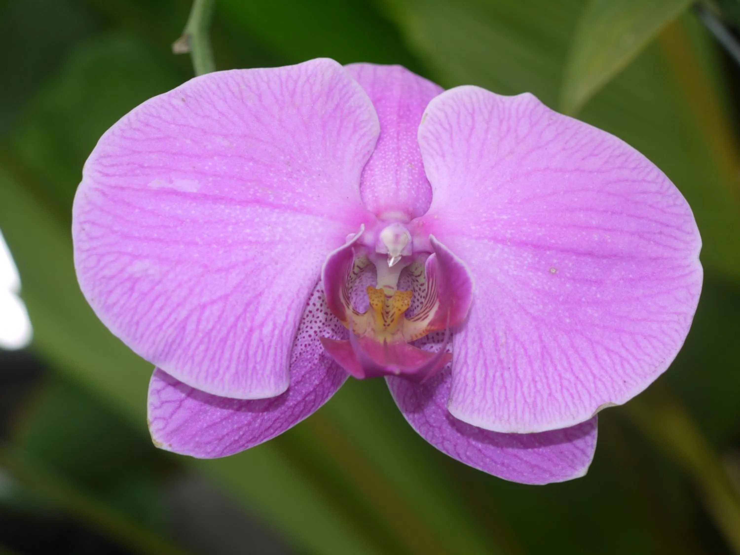 Garden in Rumah Dadong