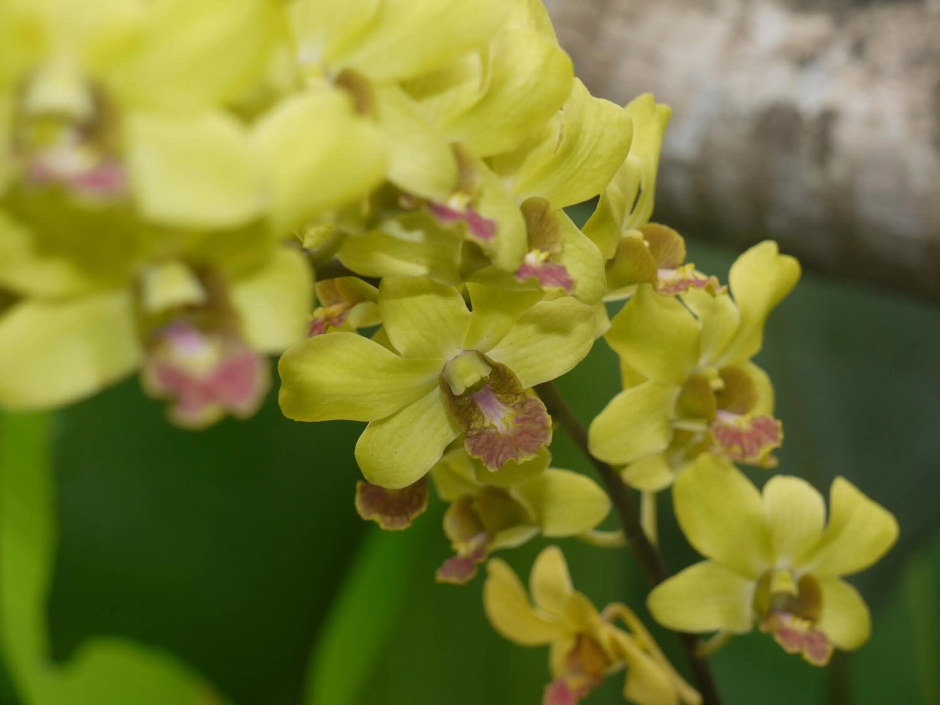 Garden in Rumah Dadong