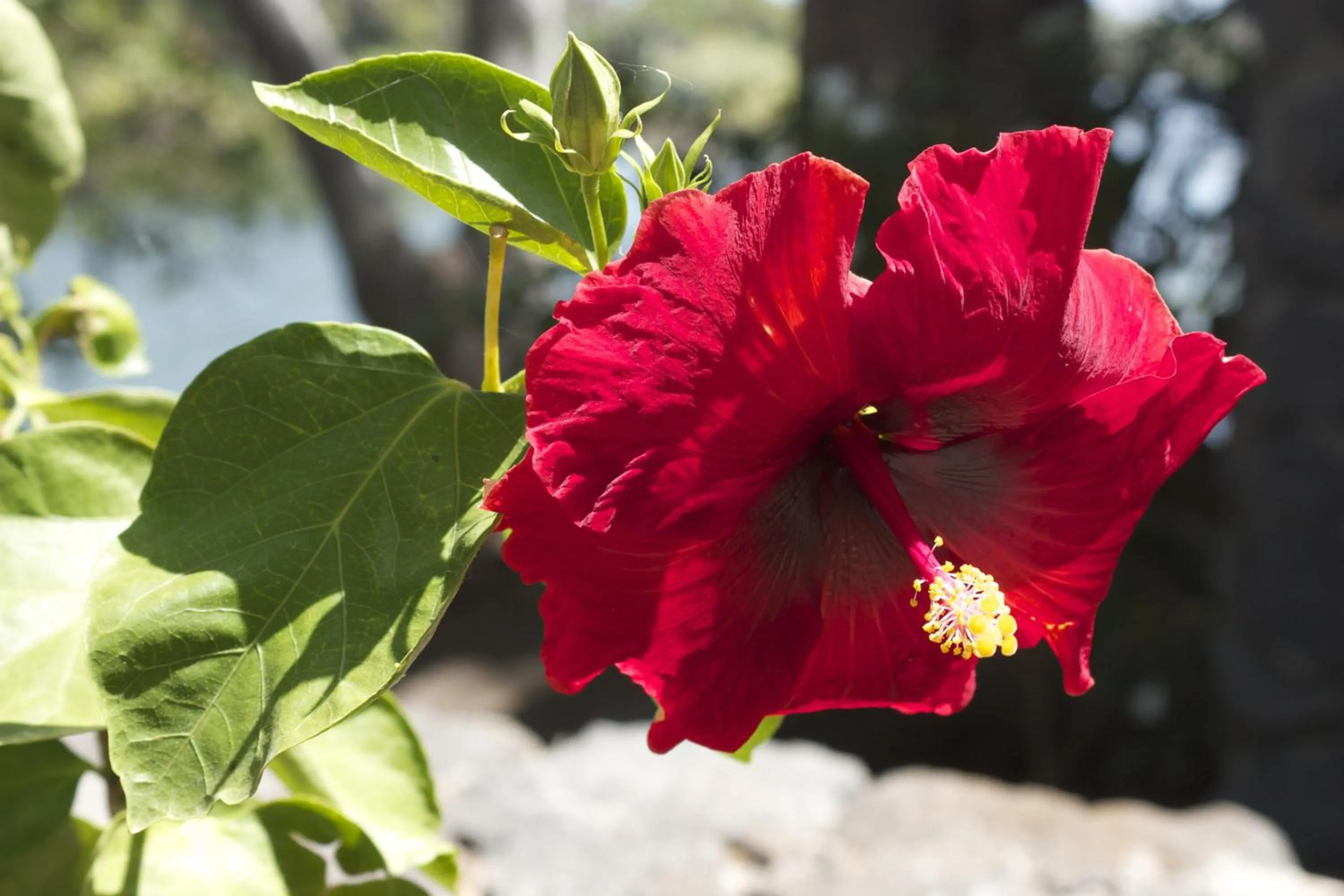 Isleta El Espino Ecolodge