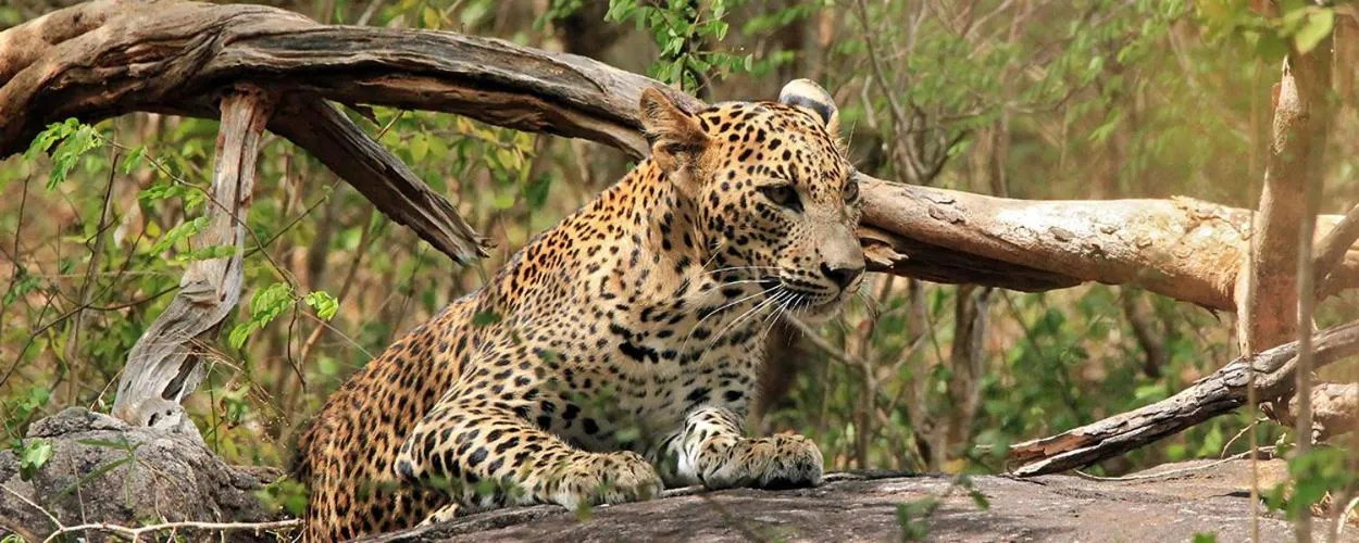 Animals in Hotel Tamarind Tree