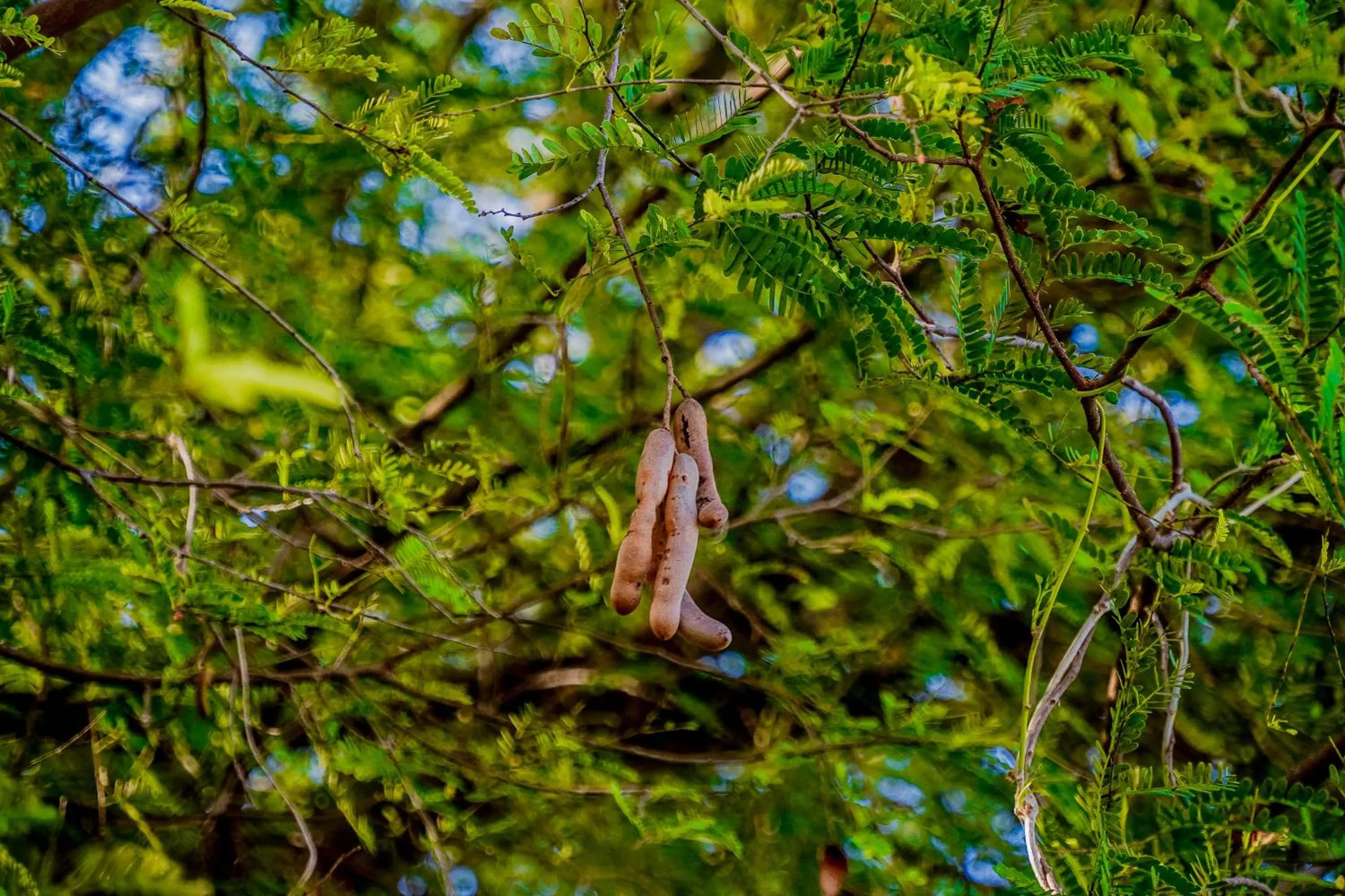 Property building in Hotel Tamarind Tree