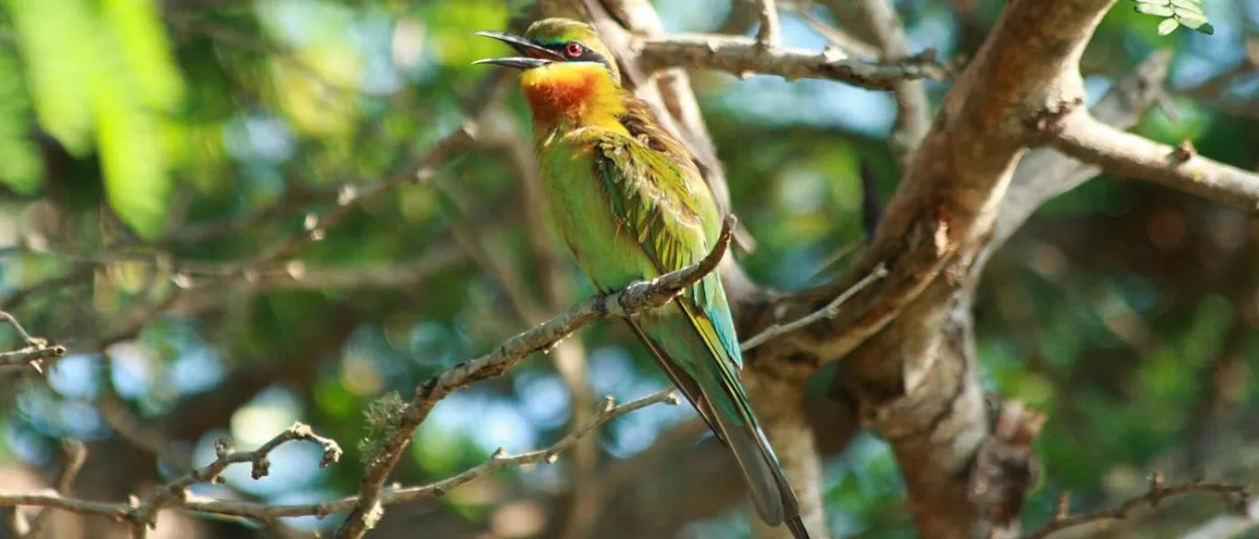 Animals in Hotel Tamarind Tree