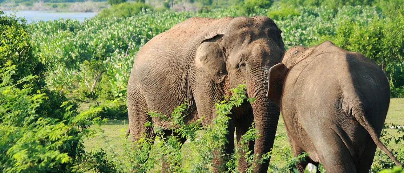 Animals in Hotel Tamarind Tree