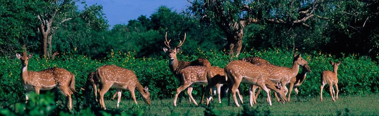 Animals in Hotel Tamarind Tree