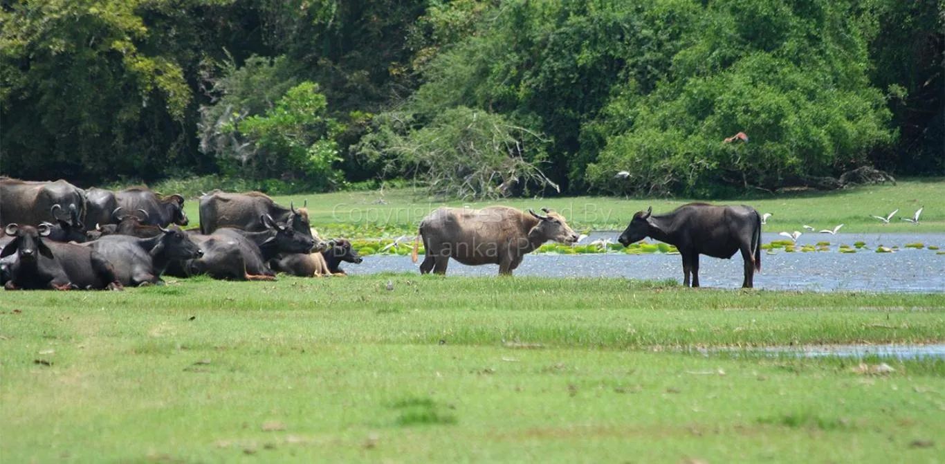 Animals in Hotel Tamarind Tree