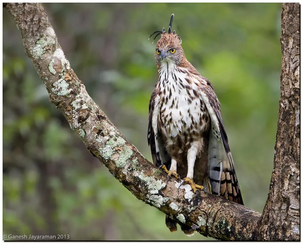Animals in Hotel Tamarind Tree