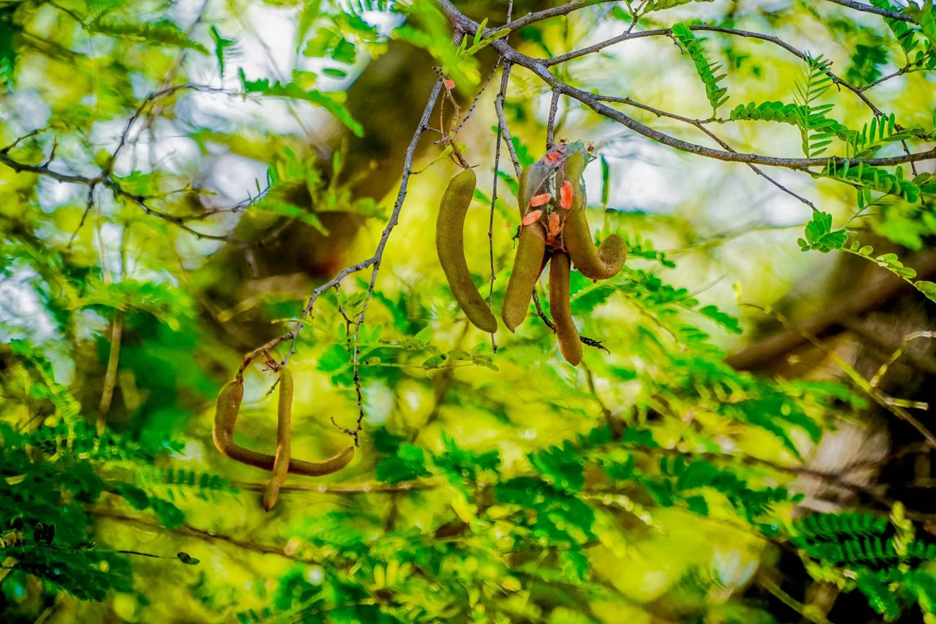 Property building in Hotel Tamarind Tree